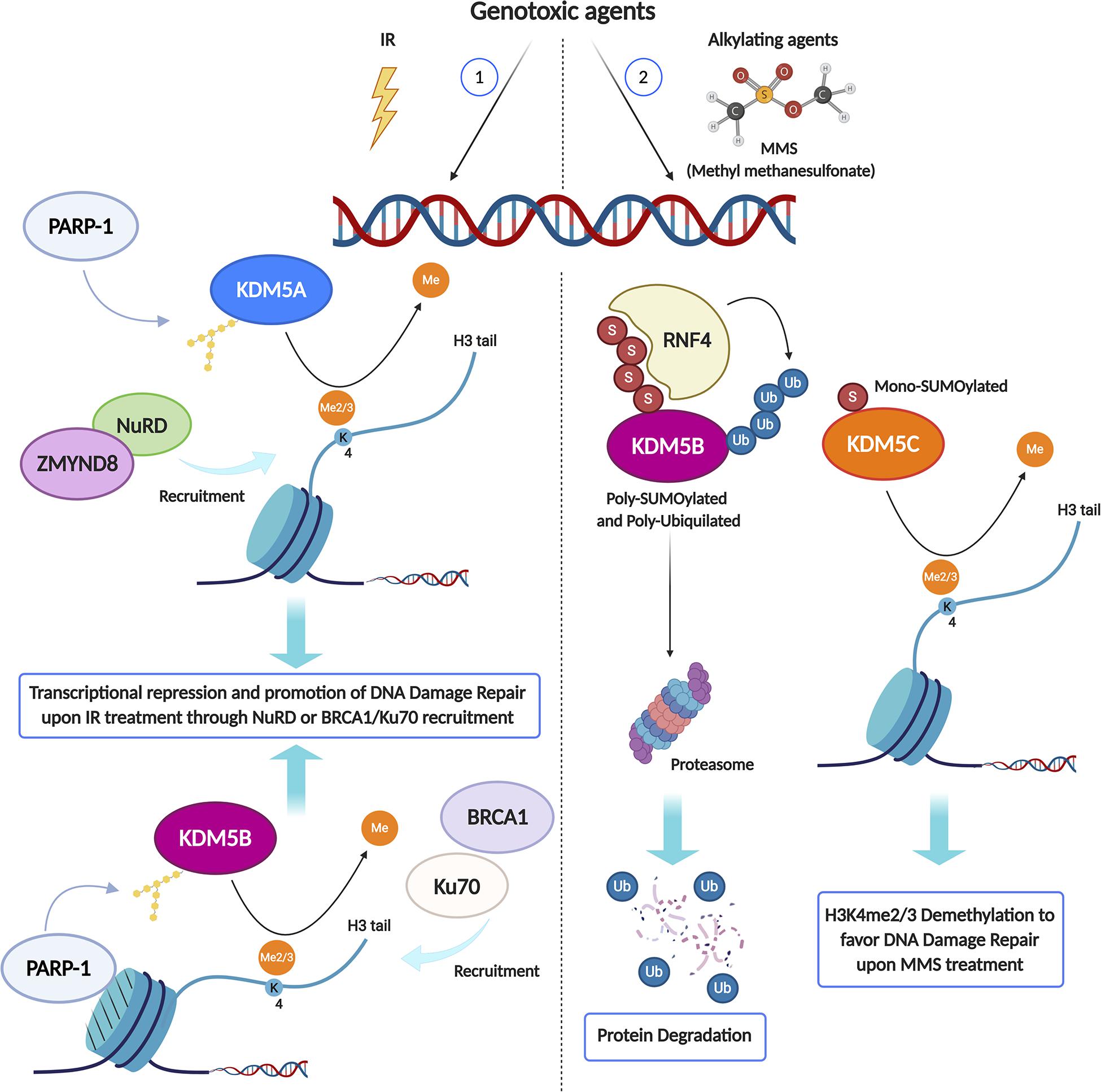 Frontiers  Deinococcus radiodurans UWO298 Dependence on