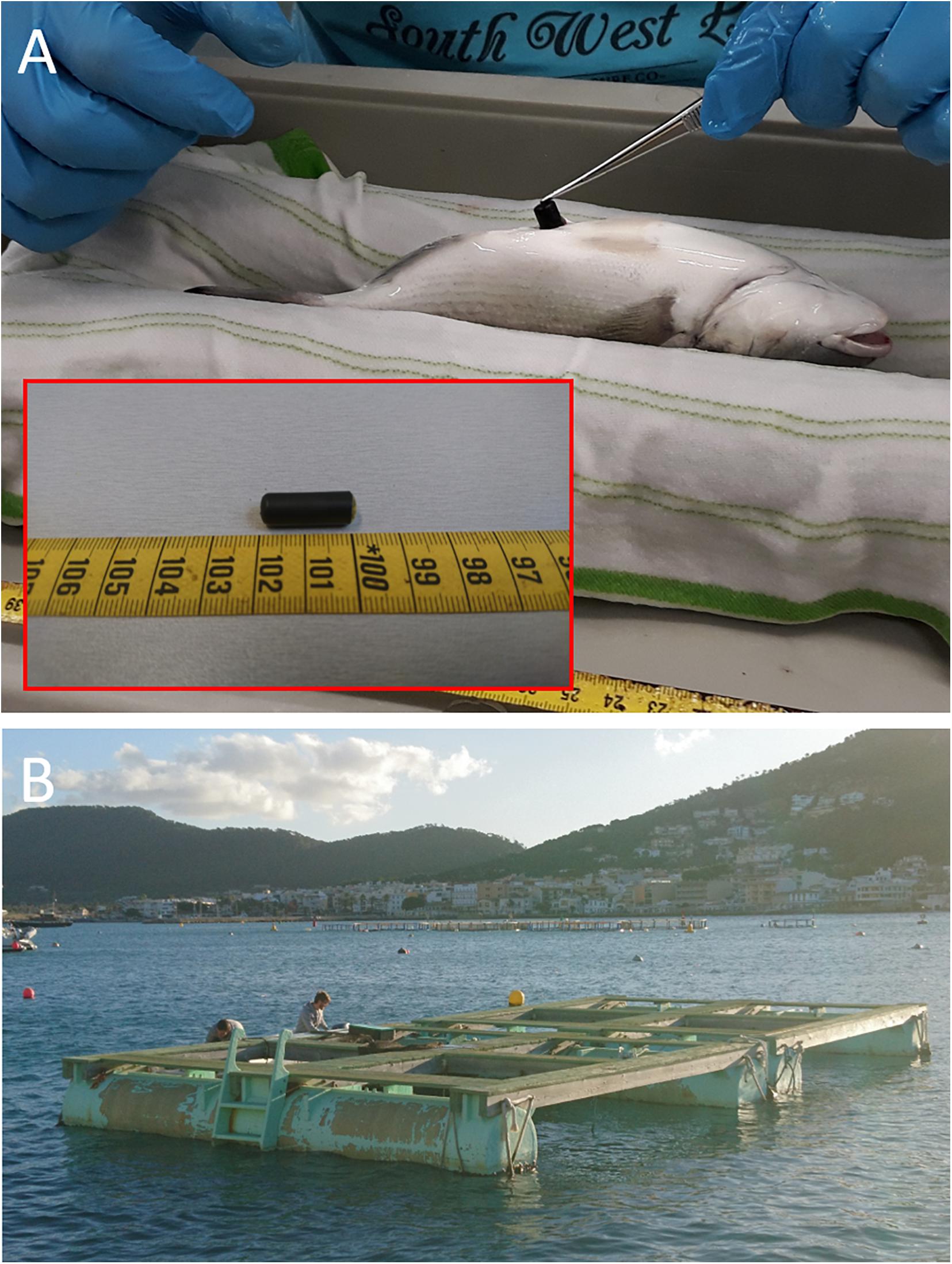 Frontiers Accelerometry Of Seabream In A Sea Cage Is Acceleration A Good Proxy For Activity Marine Science