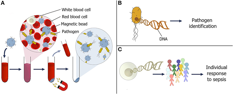 Figure 3 - (A) Magnetic particles coated in receptors are being developed to capture pathogens in a blood sample.