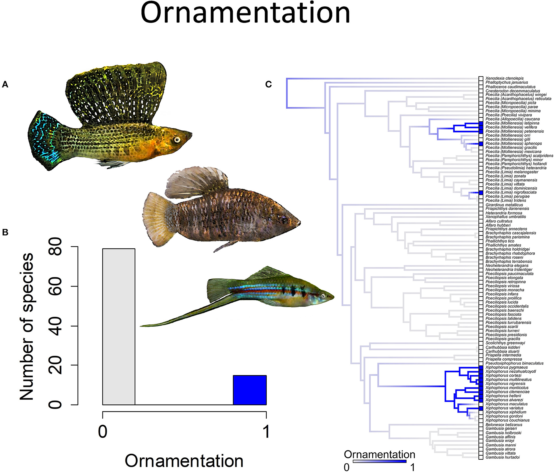 Ecology, Evolution, and Behavior of Viviparous Fishes