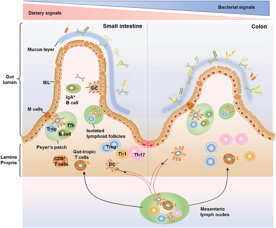 Especialista en microbiota intestinal barcelona