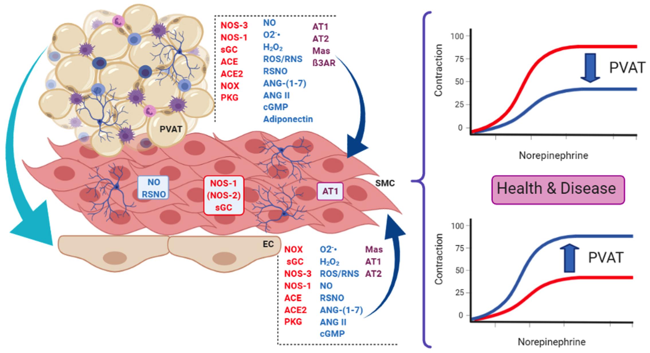 Effect of Peroxynitrite (ONOO-) on the Function of Murine Perivascular  Adipose Tissue