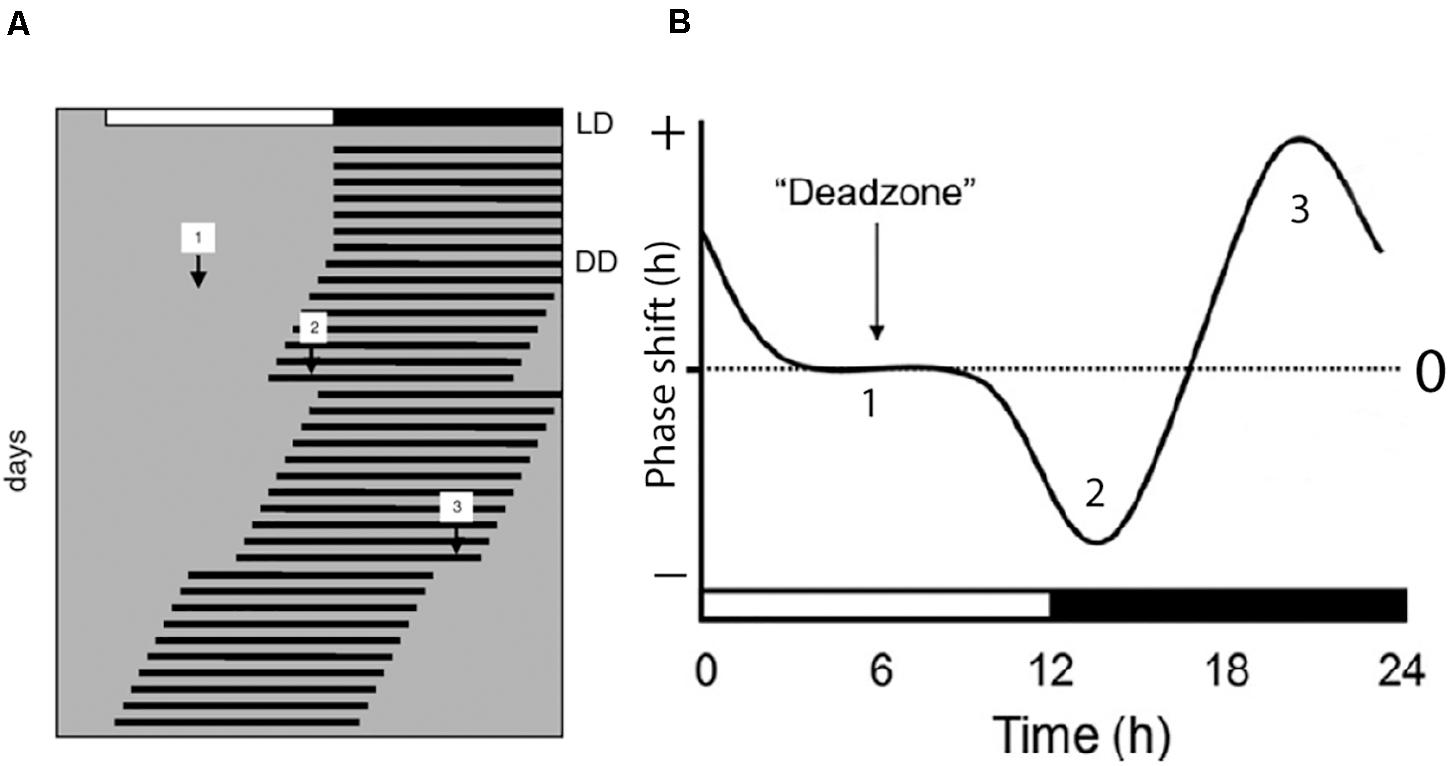 Vesicular glutamate transporter 2 (VGLUT2) is co-stored with PACAP in  projections from the rat melanopsin-containing retinal ganglion cells