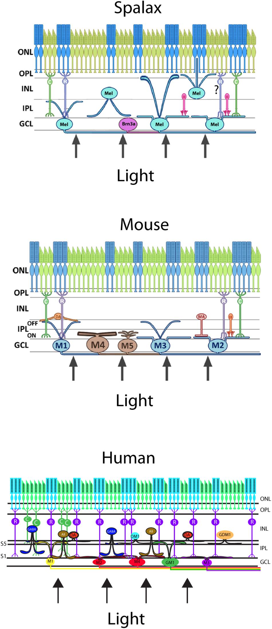 Vesicular glutamate transporter 2 (VGLUT2) is co-stored with PACAP in  projections from the rat melanopsin-containing retinal ganglion cells