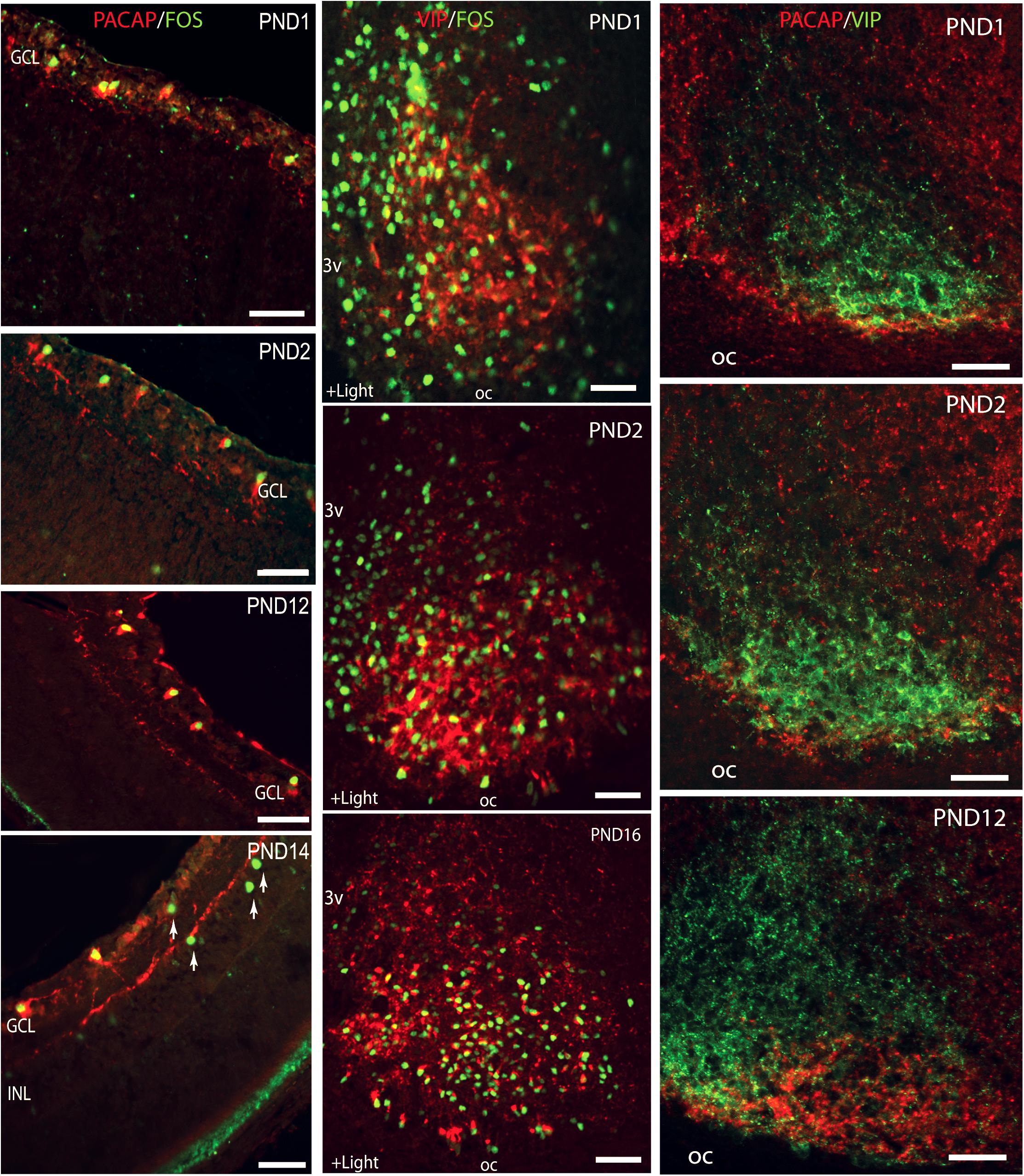 Vesicular glutamate transporter 2 (VGLUT2) is co-stored with PACAP in  projections from the rat melanopsin-containing retinal ganglion cells