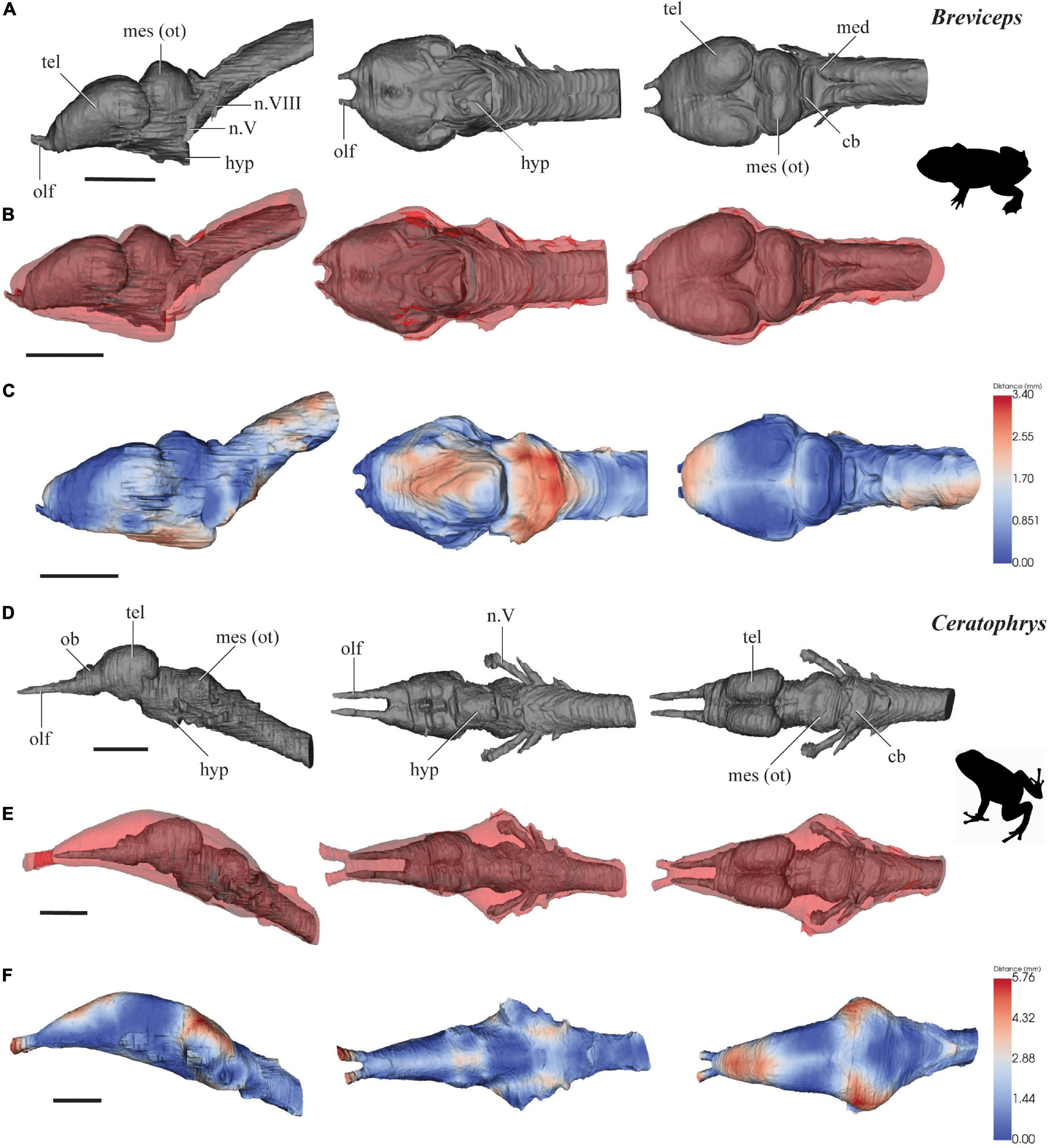 Frontiers  Brain Reconstruction Across the Fish-Tetrapod Transition;  Insights From Modern Amphibians