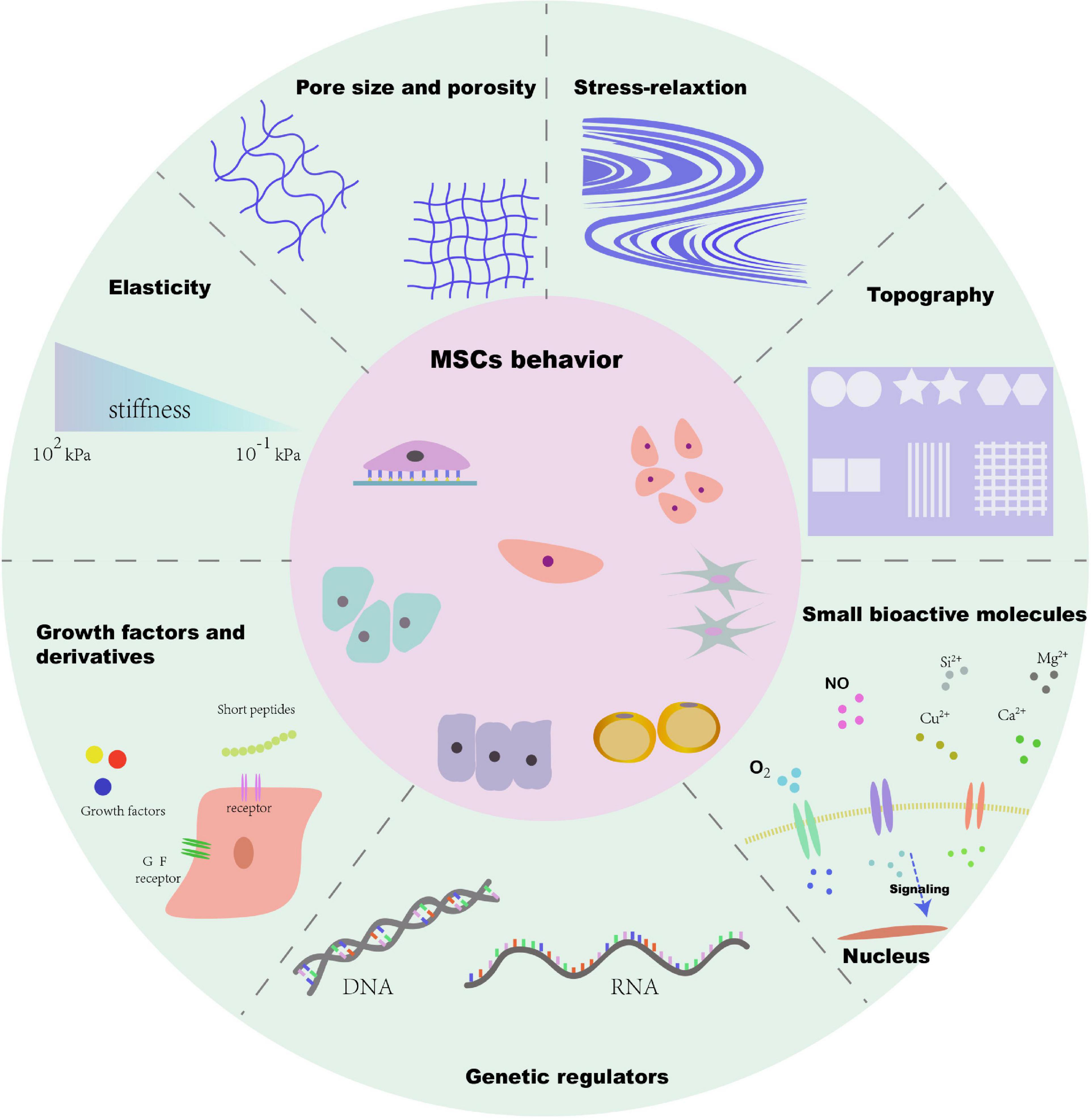 Frontiers Biophysical and Biochemical Cues of Biomaterials Guide Mesenchymal Stem Cell Behaviors