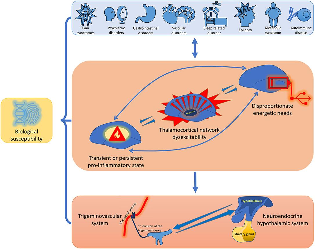 Frontiers Pathophysiological Bases Of Comorbidity In Migraine Human Neuroscience