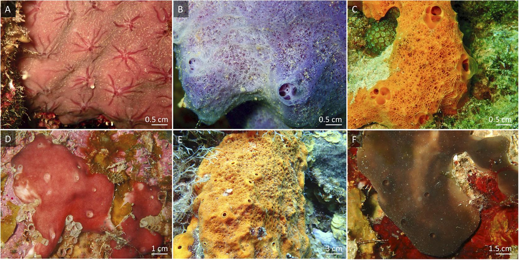 Sponges could be riddled with salmonella and campylobacter, research  suggests