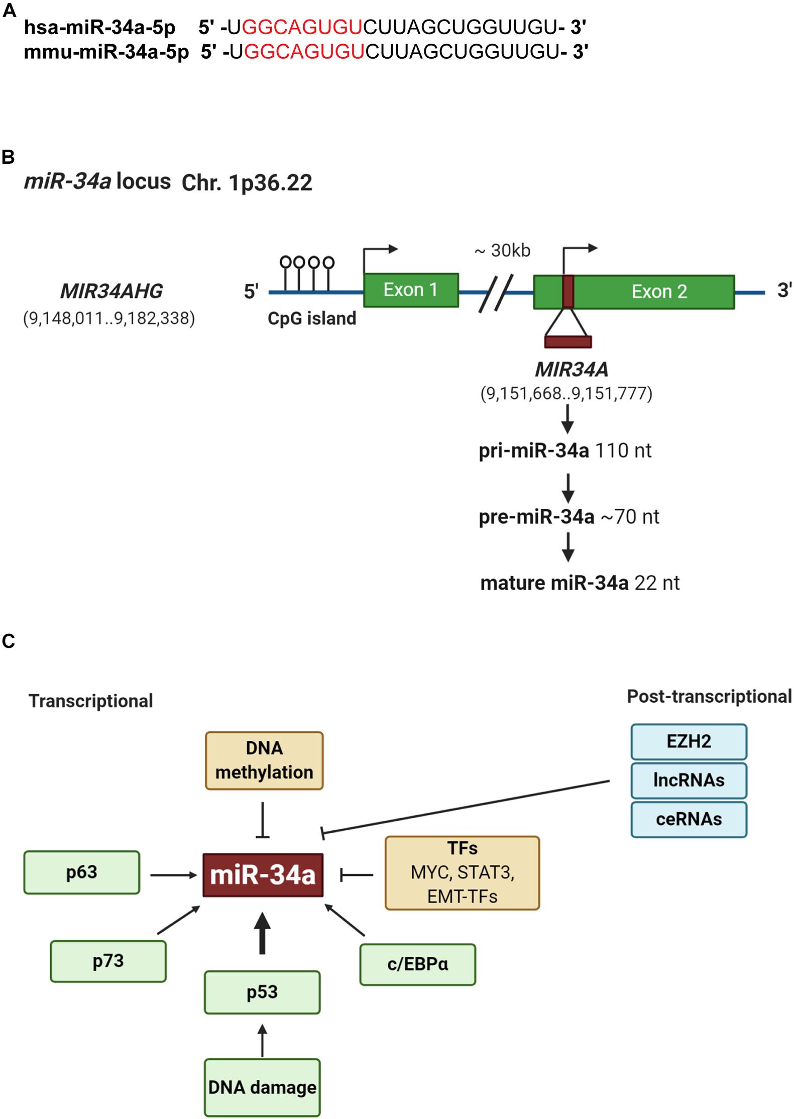 Frontiers  MicroRNA-34a: Potent Tumor Suppressor, Cancer Stem Cell  Inhibitor, and Potential Anticancer Therapeutic