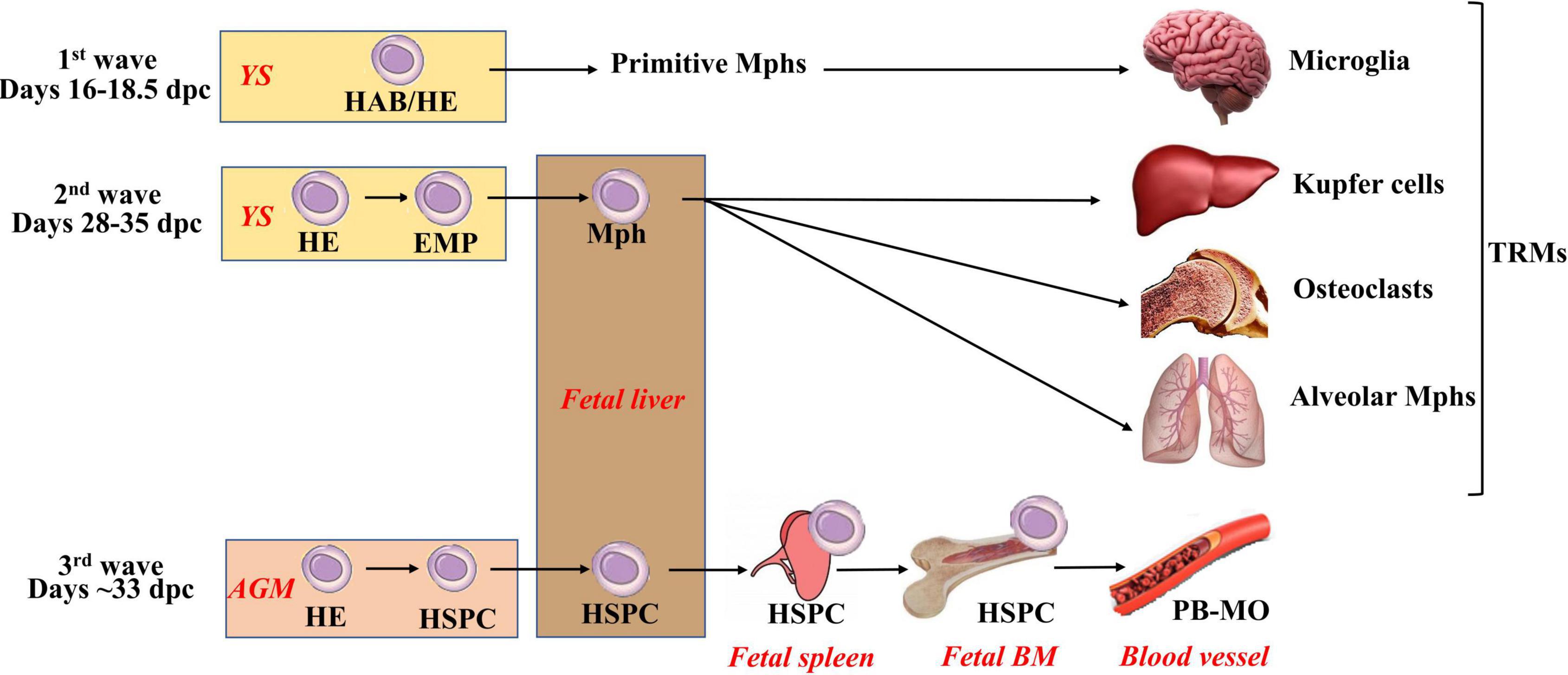 Origin of monocytes and macrophages in a committed progenitor