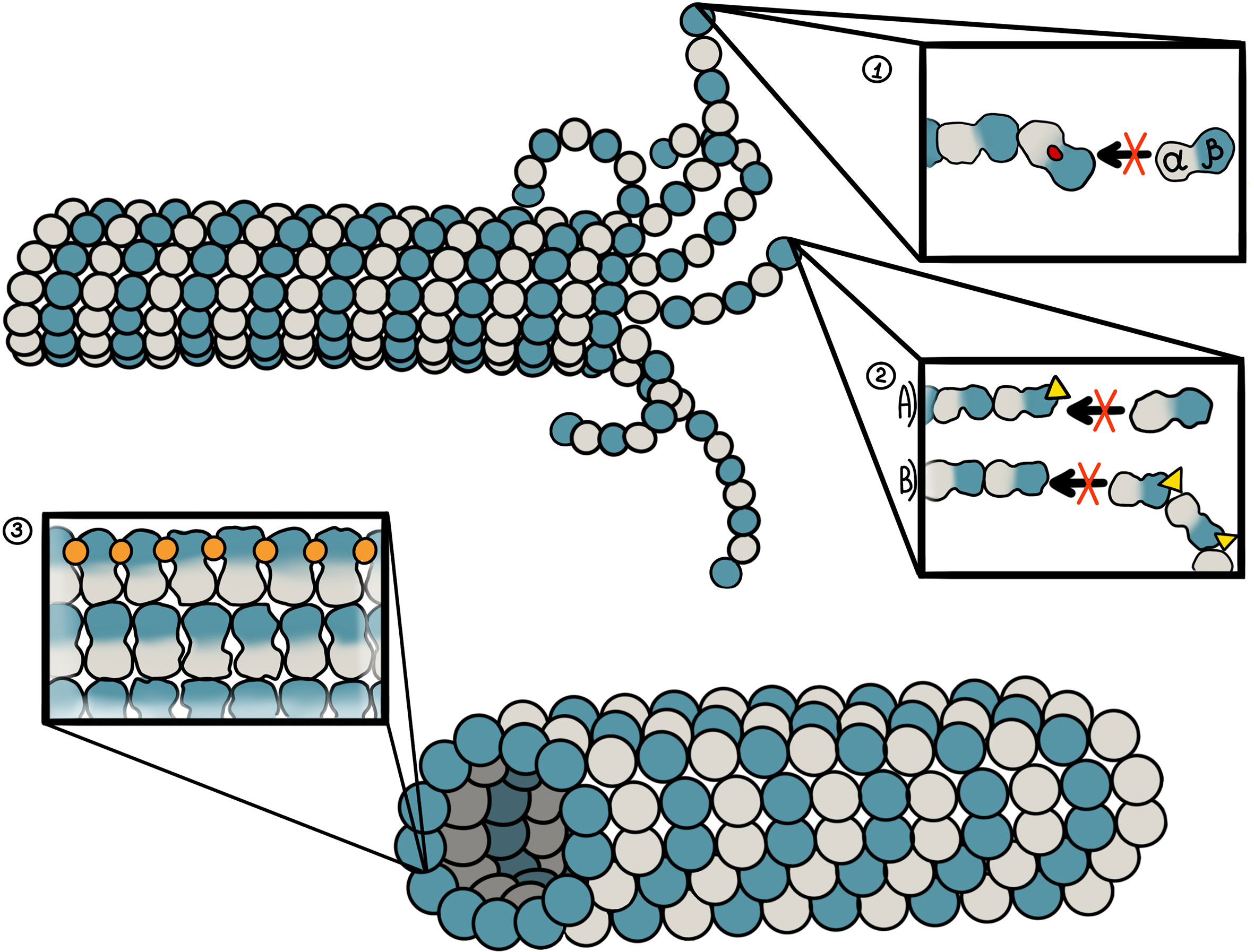 Frontiers The Role of Microtubules in Pancreatic Cancer Therapeutic