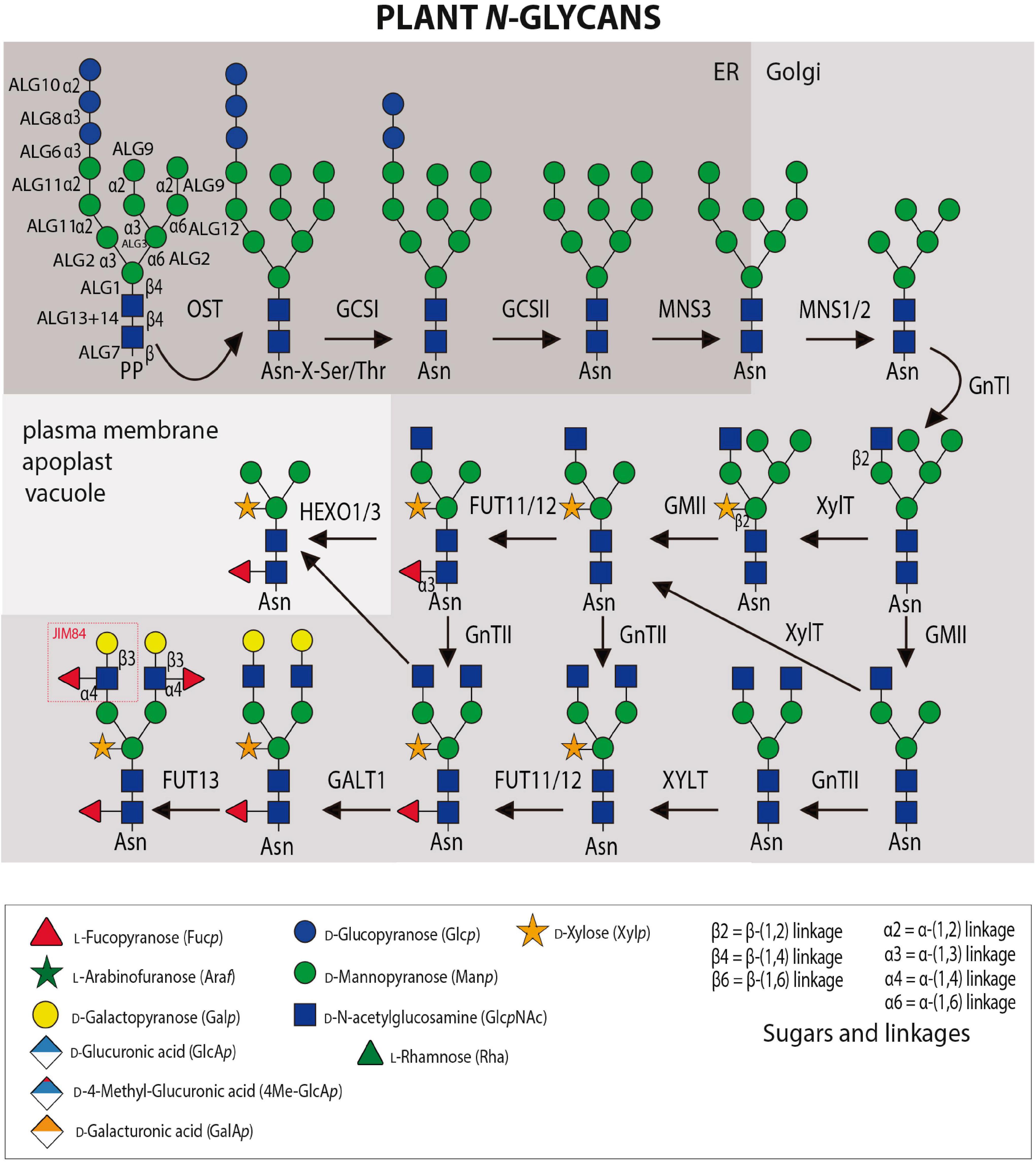 Sugar code. N-glycosylation. Гликан красители. Гликан g0 ра расшифровка. Glycosylation profile.