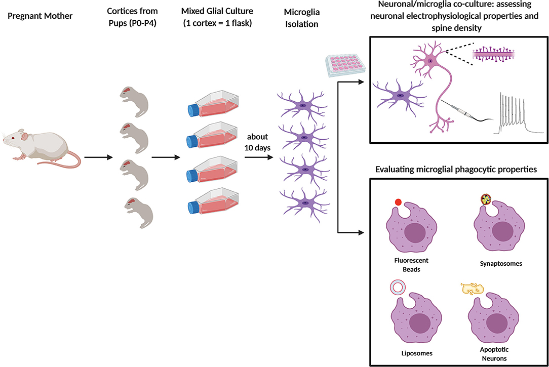 Neuron Synapse Hologram Stock Photo - Download Image Now