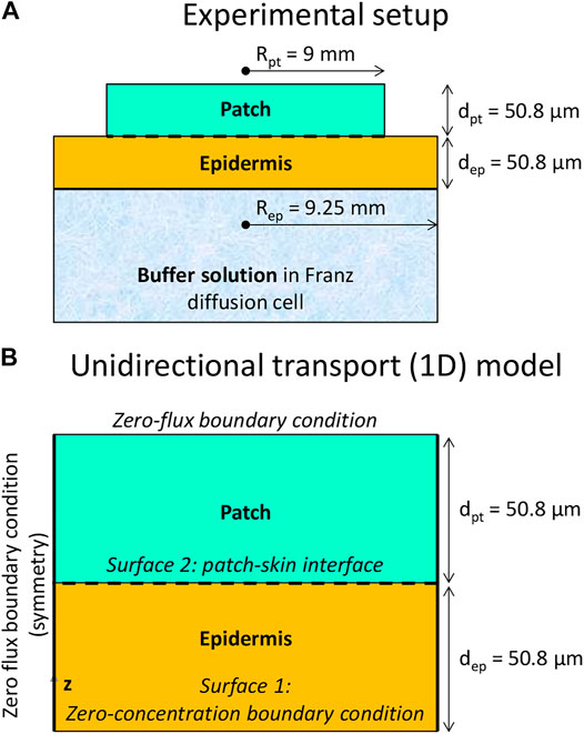 Predicting transdermal fentanyl delivery using mechanistic simulations for  tailored therapy