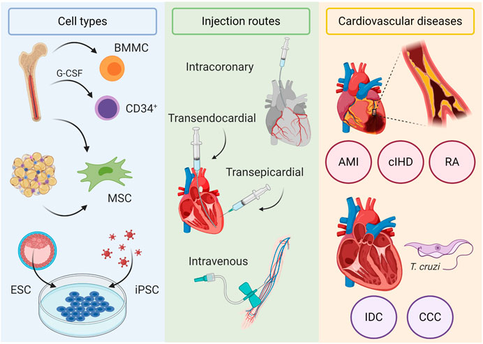 Journal of Molecular and Cellular Cardiology on X: Join the next