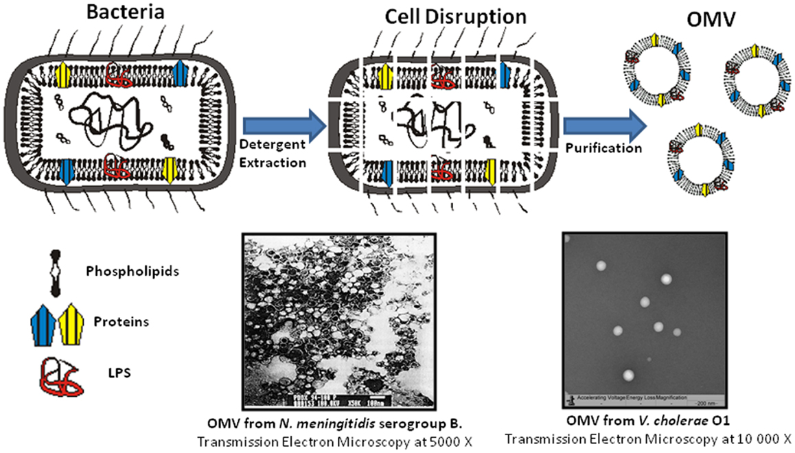 Full article: Intranasal and Intramuscular Immunization with Outer Membrane  Vesicles from Serogroup C Meningococci Induced Functional Antibodies and  Immunologic Memory