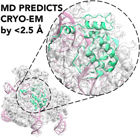 Frontiers  Molecular Dynamics to Predict Cryo-EM: Capturing Transitions  and Short-Lived Conformational States of Biomolecules