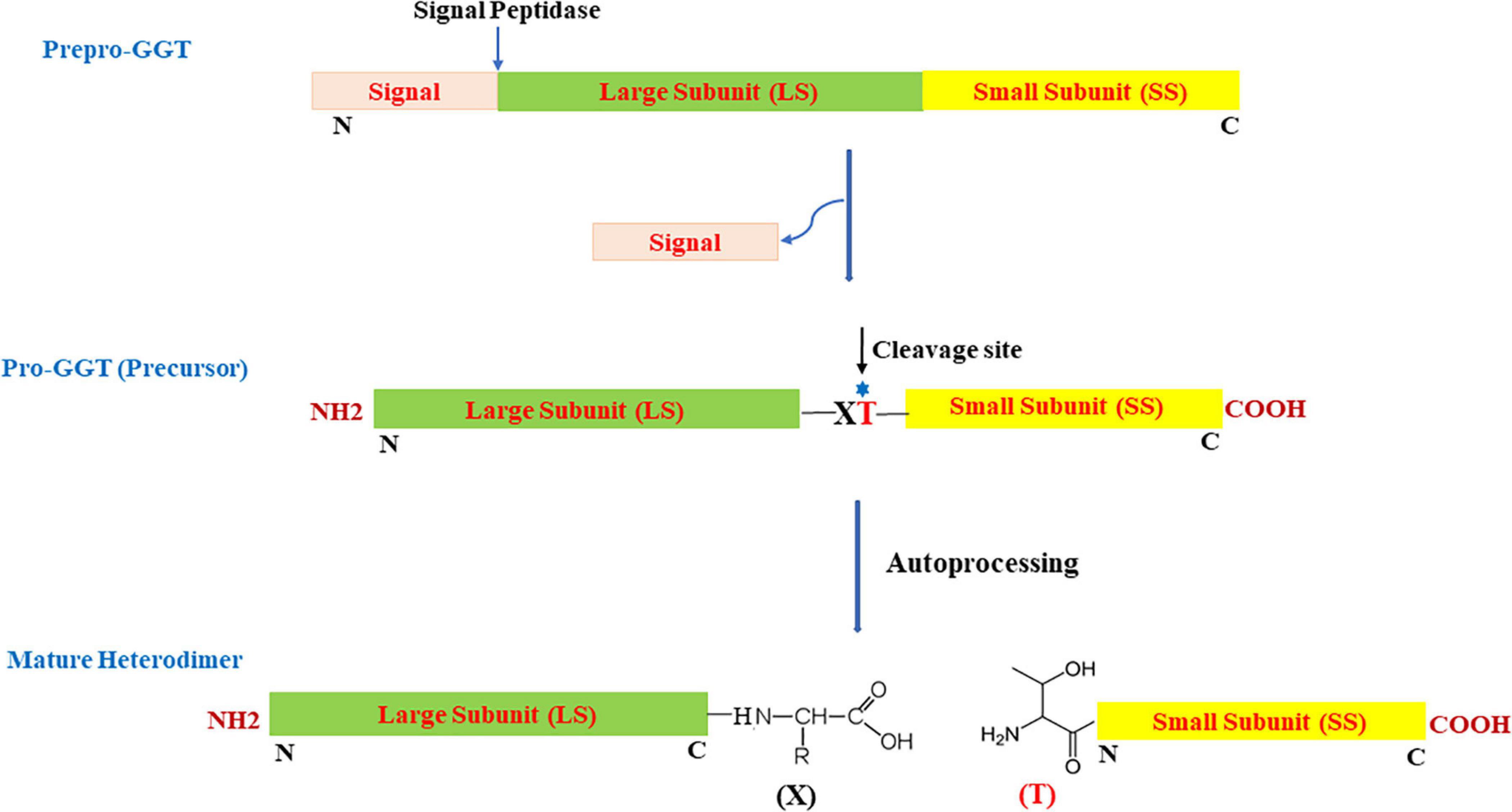 Frontiers | Bacterial Gamma-Glutamyl Transpeptidase, an Emerging 