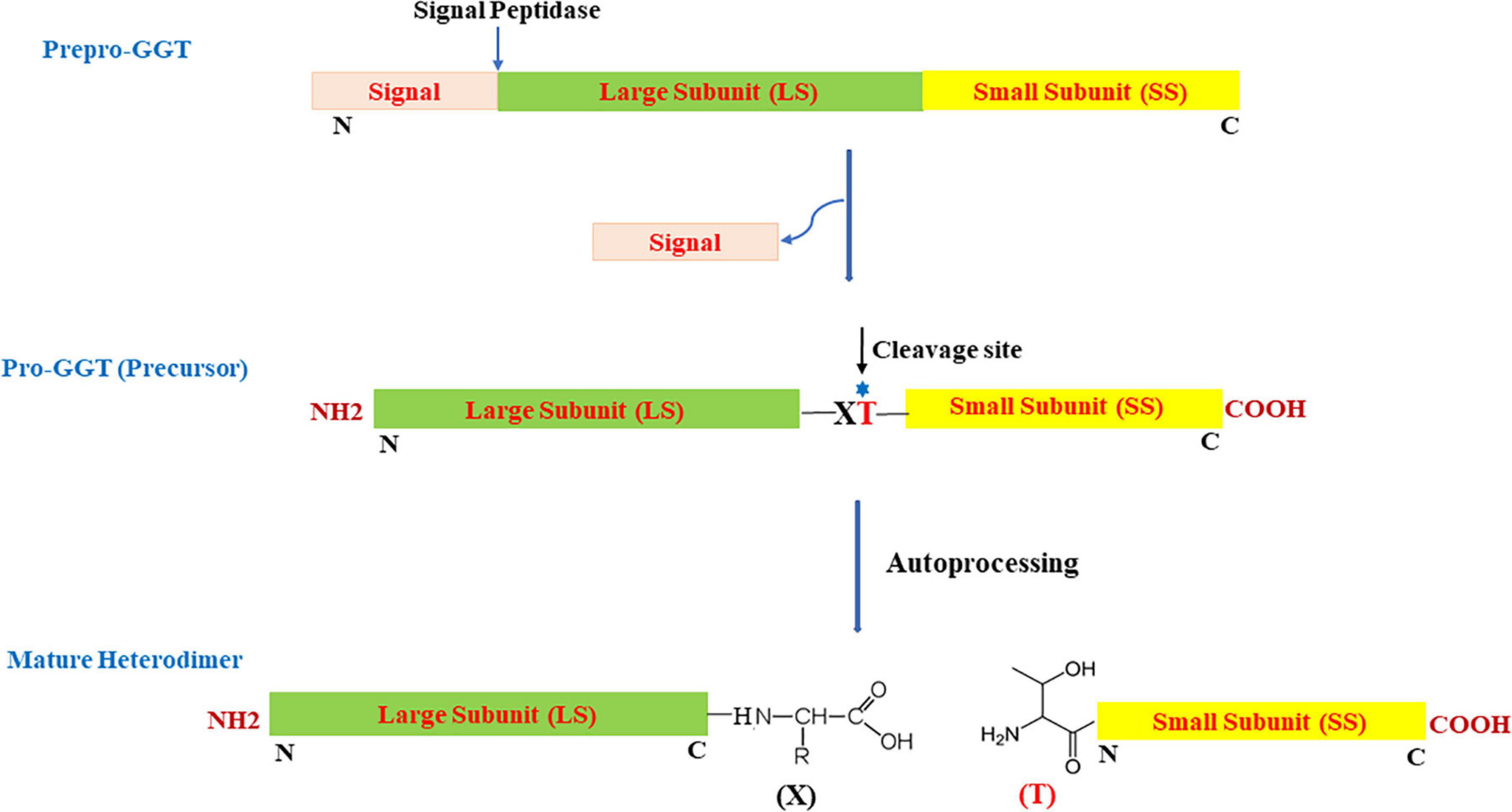 Transferase gamma glutamyl High (GGT)