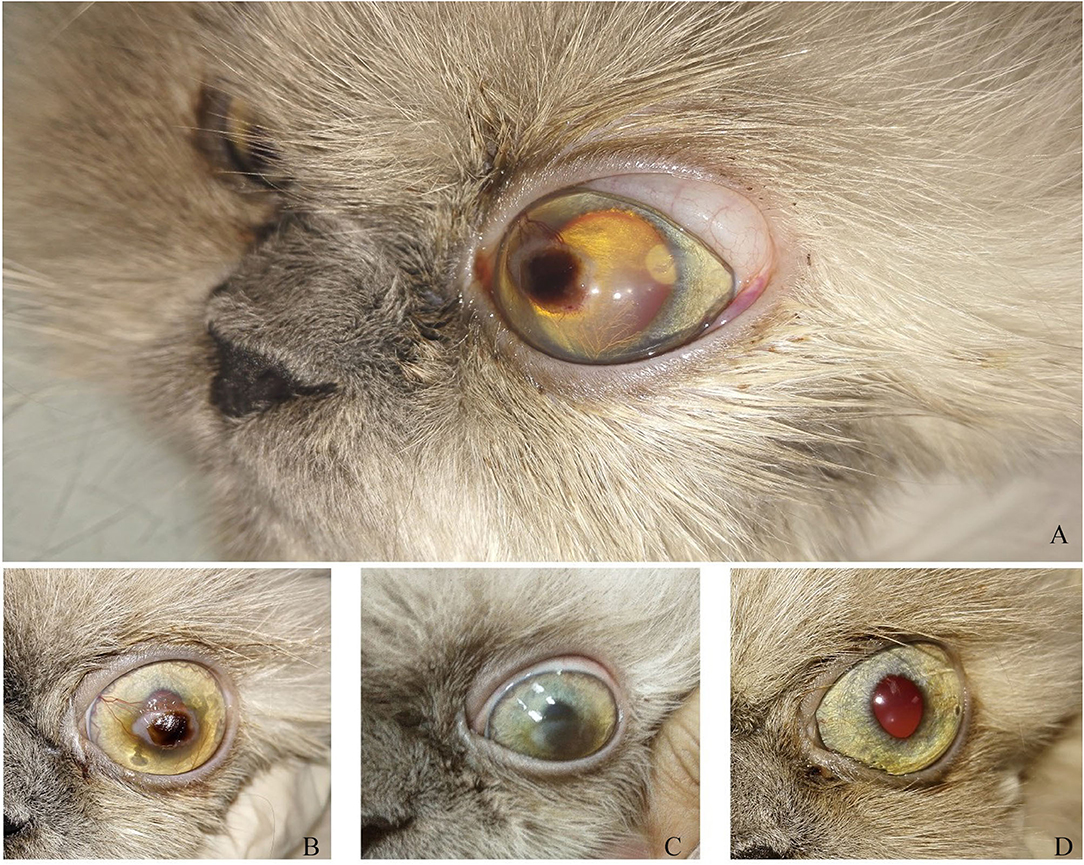 Dog blood serum eye drops cheap
