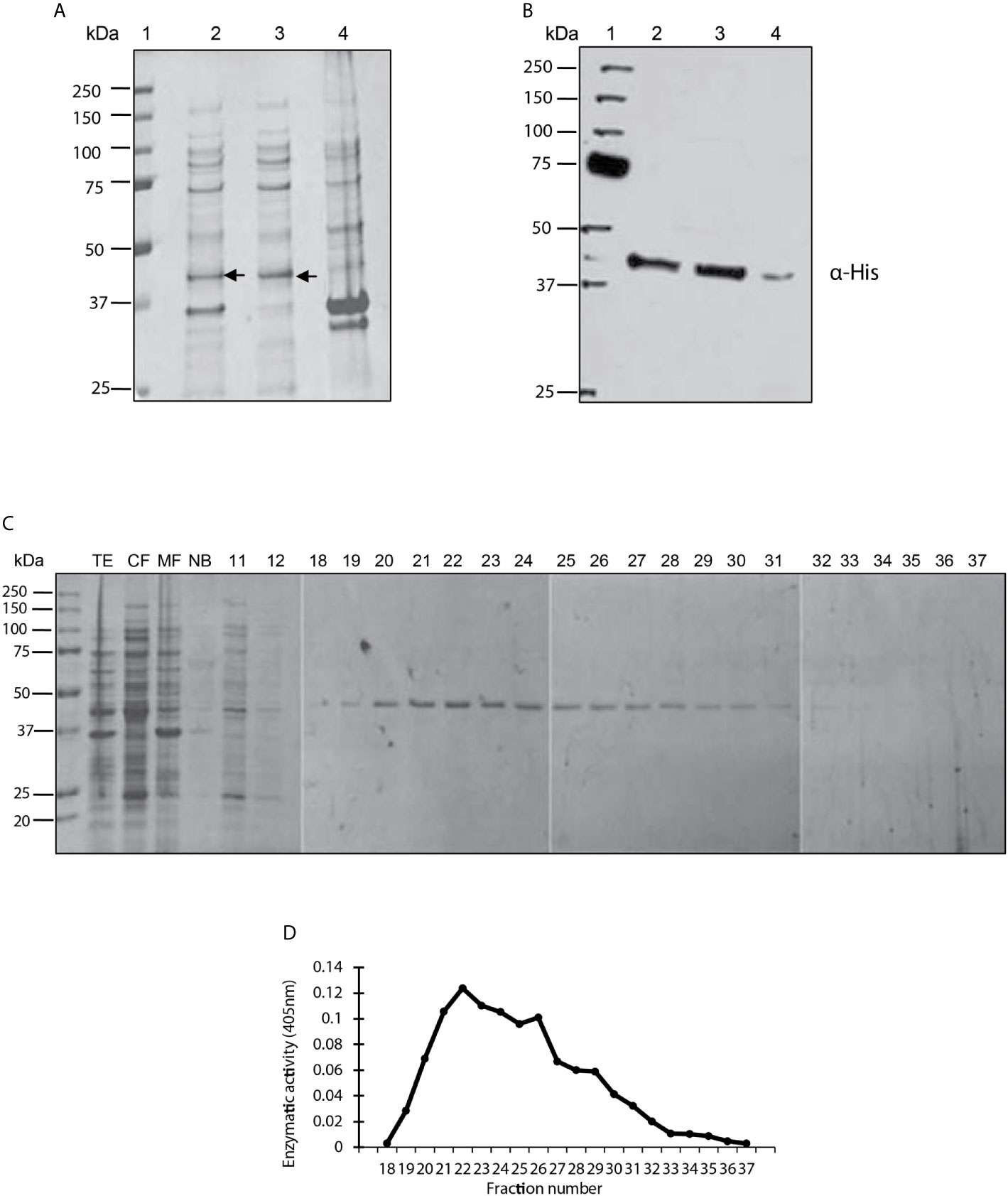 Frontiers | Protein Serine/Threonine Phosphatase Type 2C of Leishmania  mexicana