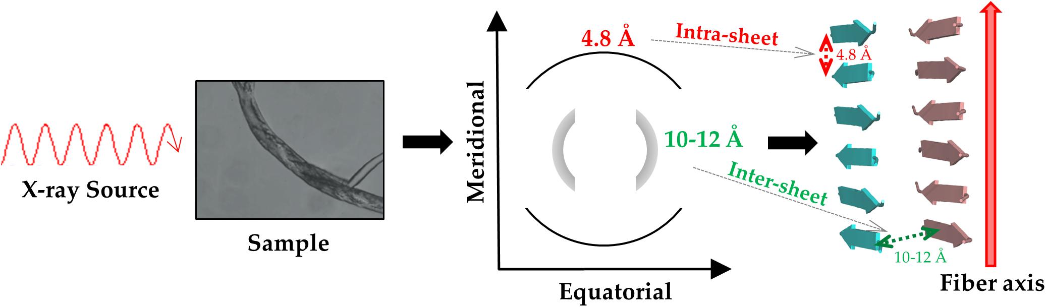 Minimalist design of water-soluble cross-β architecture