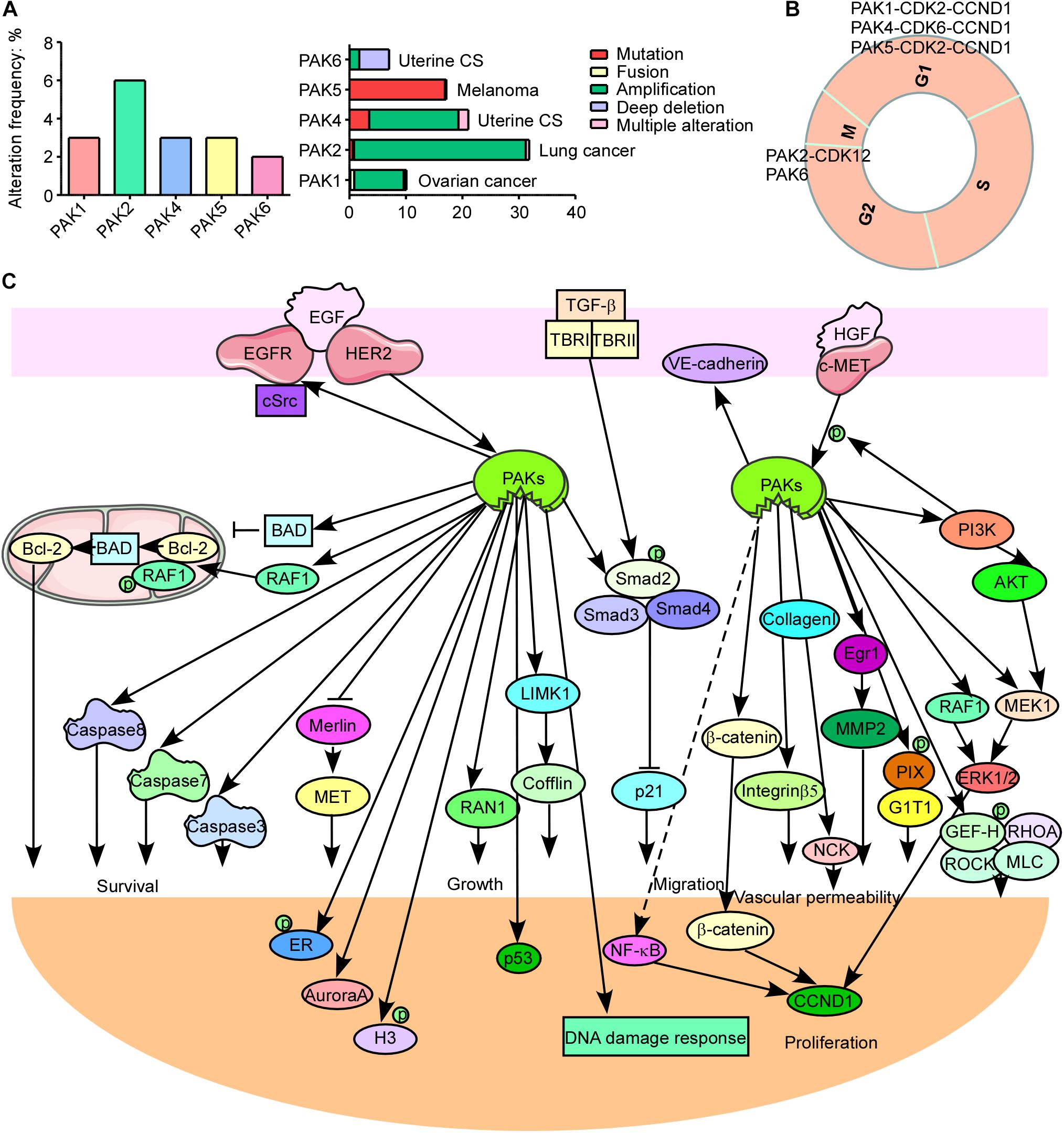frontiers-the-role-of-p21-activated-kinases-in-cancer-and-beyond