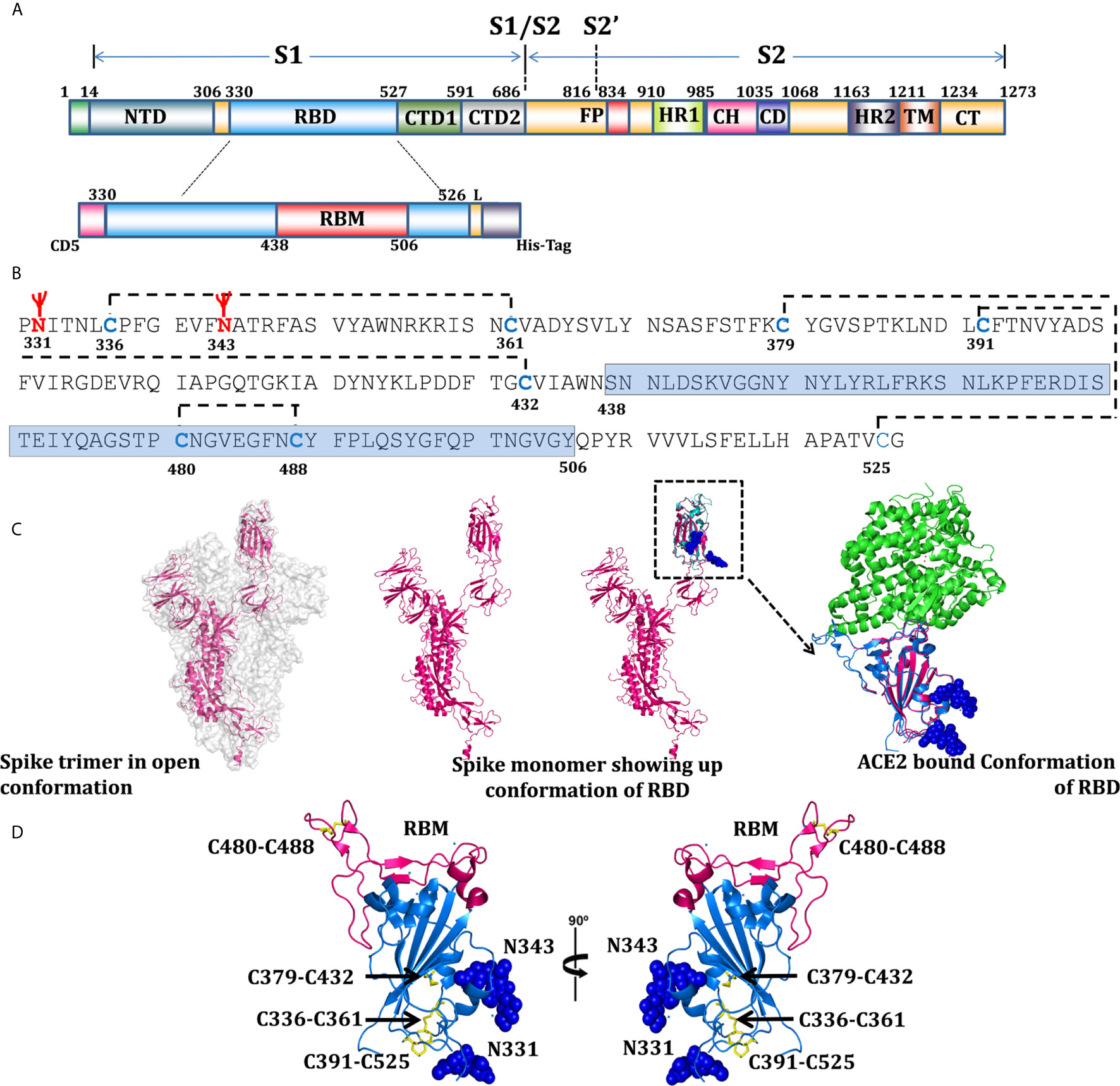 Frontiers Comparative Immunomodulatory Evaluation Of The Receptor Binding Domain Of The Sars