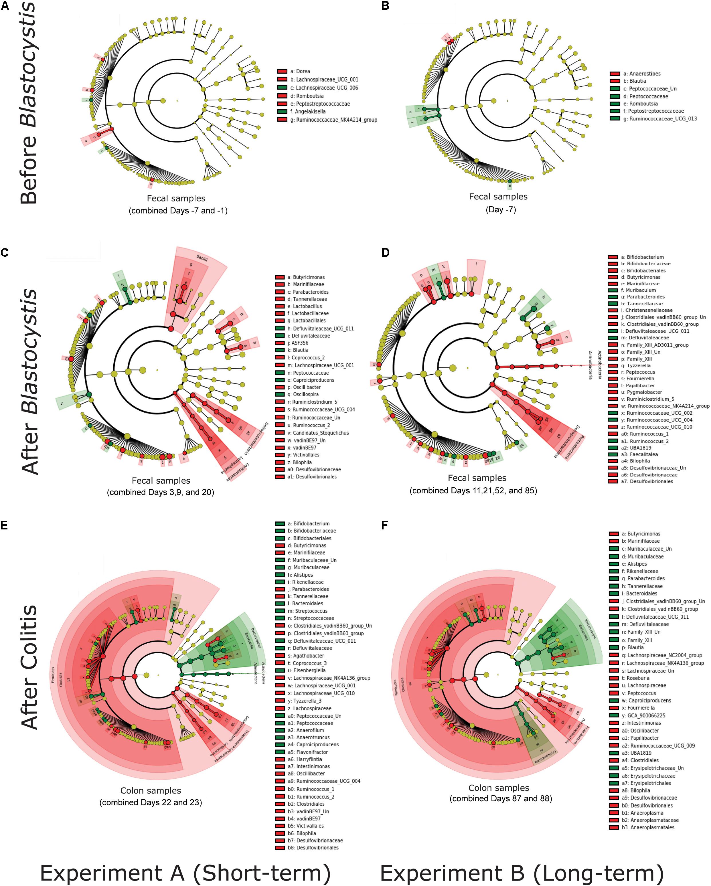 Frontiers Blastocystis Colonization Alters The Gut Microbiome And In Some Cases Promotes Faster Recovery From Induced Colitis Microbiology