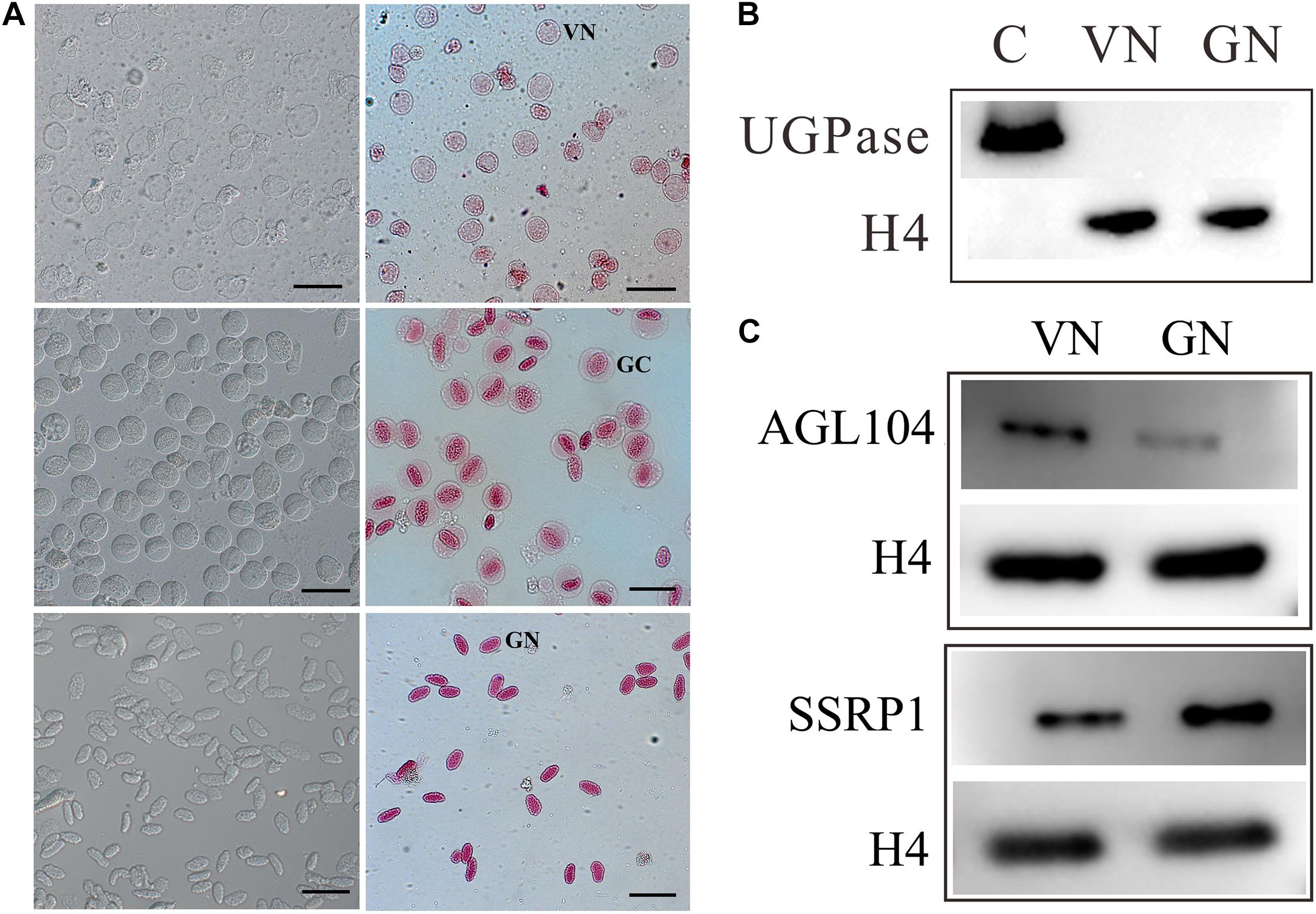 Frontiers Proteomic Analysis of Generative and Vegetative Nuclei Reveals Molecular Characteristics of Pollen Cell Differentiation in Lily photo image pic