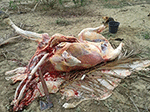 www.frontiersin.org