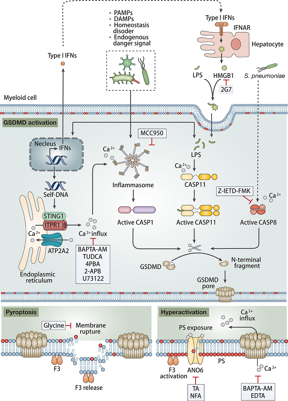 Frontiers Inflammasome Dependent Coagulation Activation In Sepsis