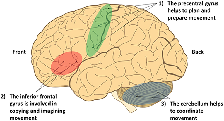 Figure 1 - Brain areas that are important for movement but are less active in children with DCD.