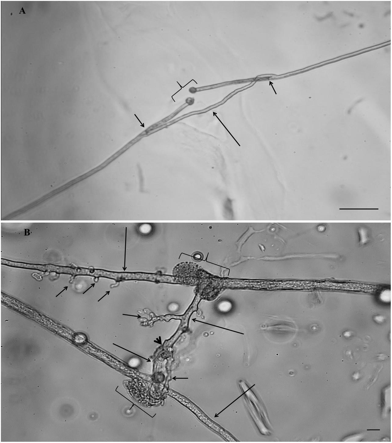 Frontiers  Characterization of fungal pathogens and germplasm