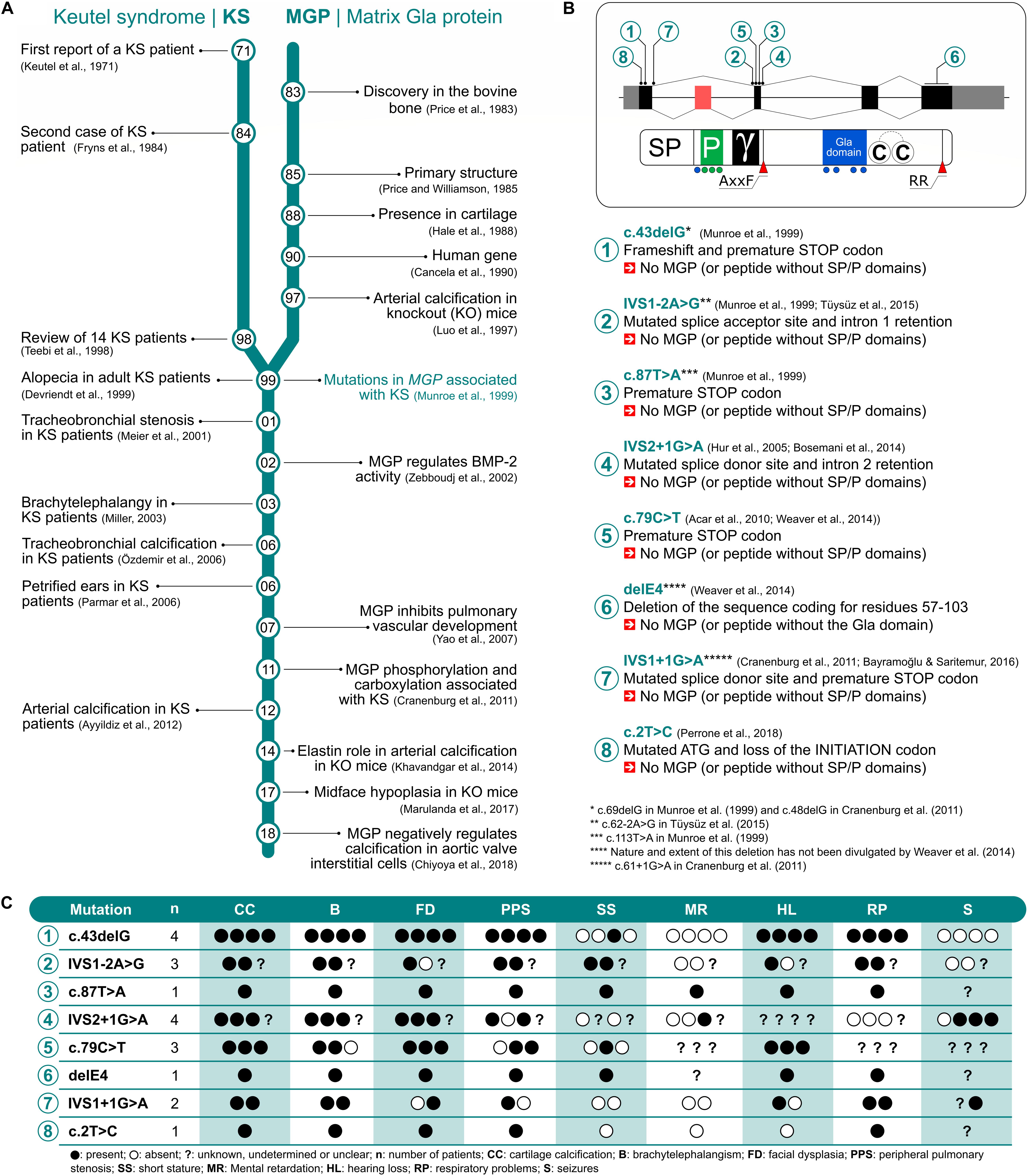 Frontiers Keutel Syndrome A Review Of 50 Years Of Literature Cell And Developmental Biology