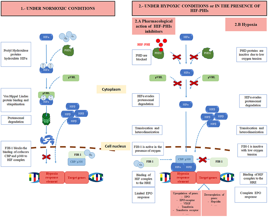 acute respiratory failure low hematocrit and hemoglobin