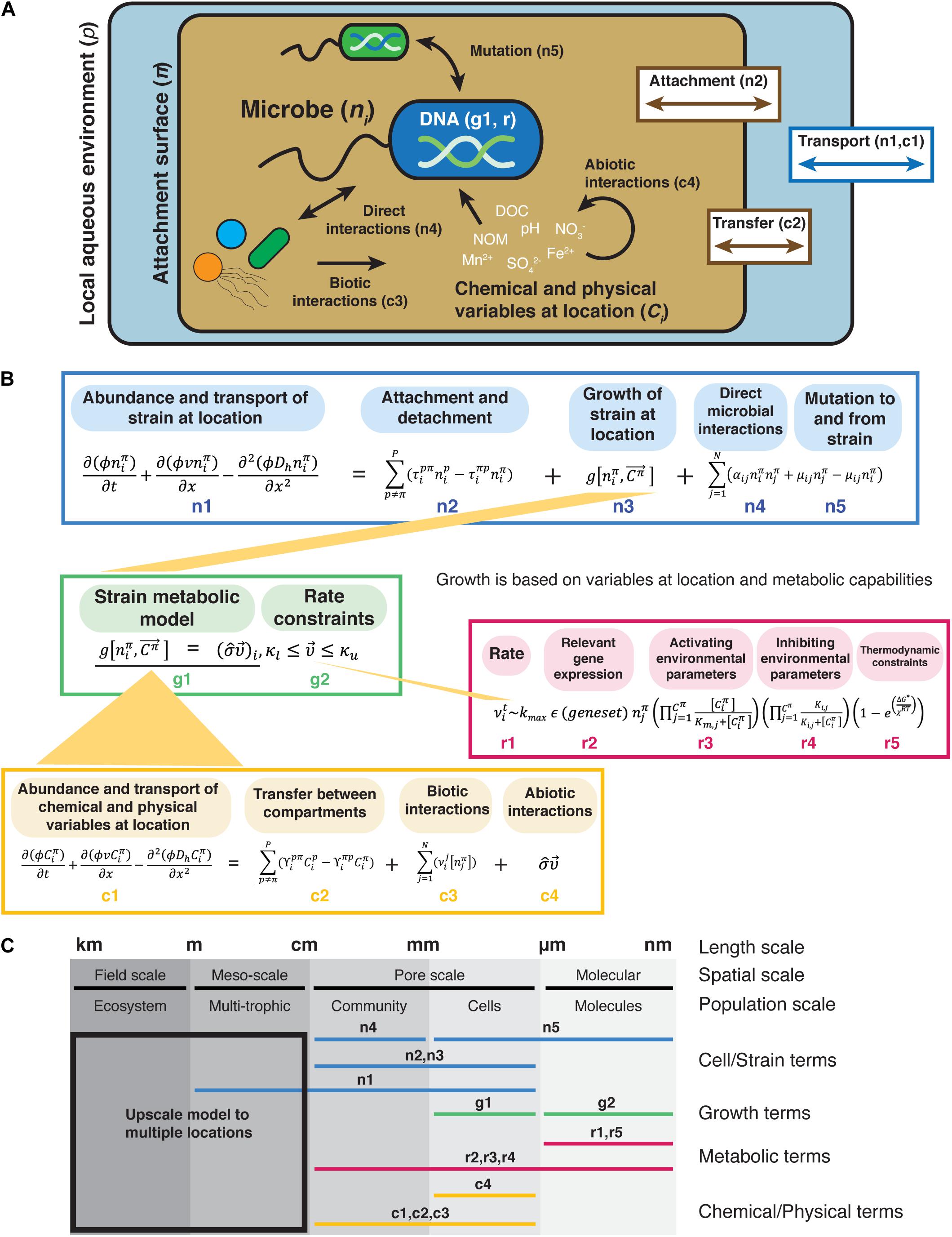 Direct insights into the micro and macro scale mechanisms of