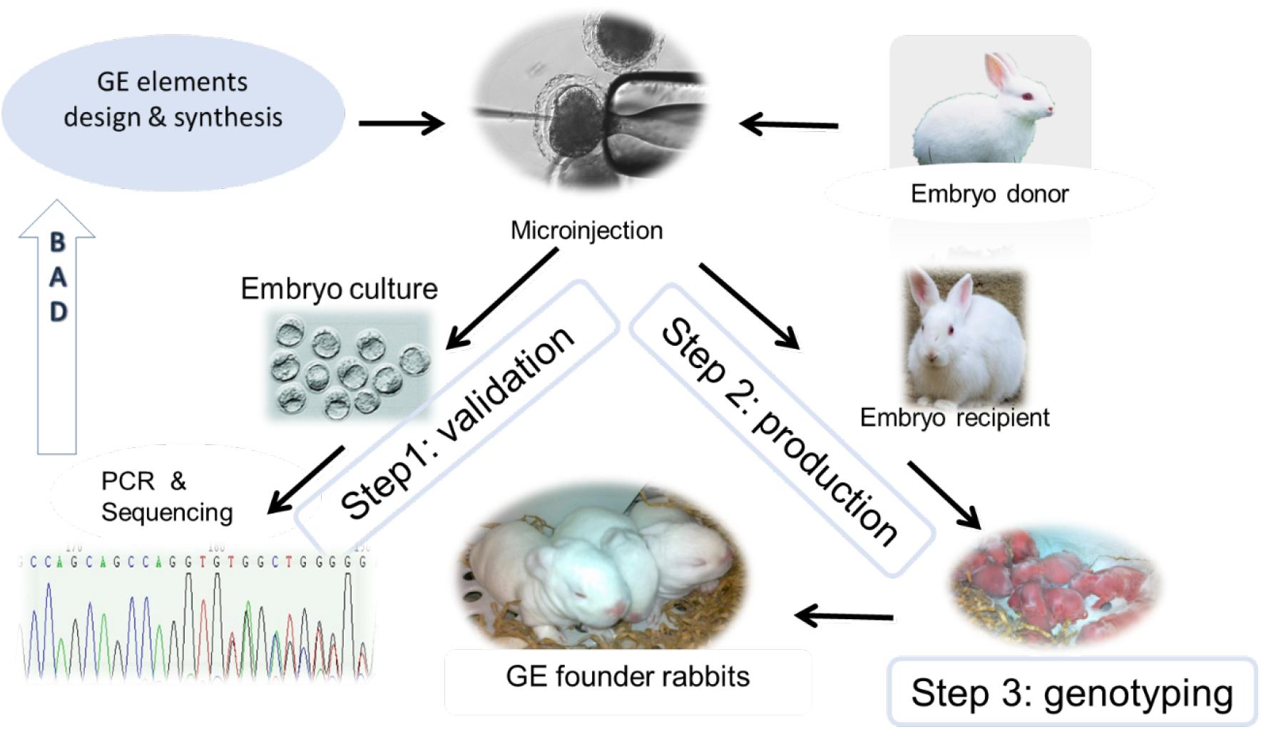 research of rabbits