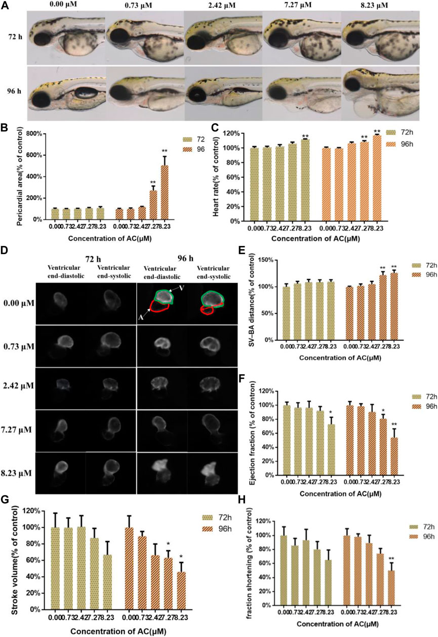 Frontiers | Involvement of Nrf2-HO-1/JNK-Erk Signaling Pathways in ...