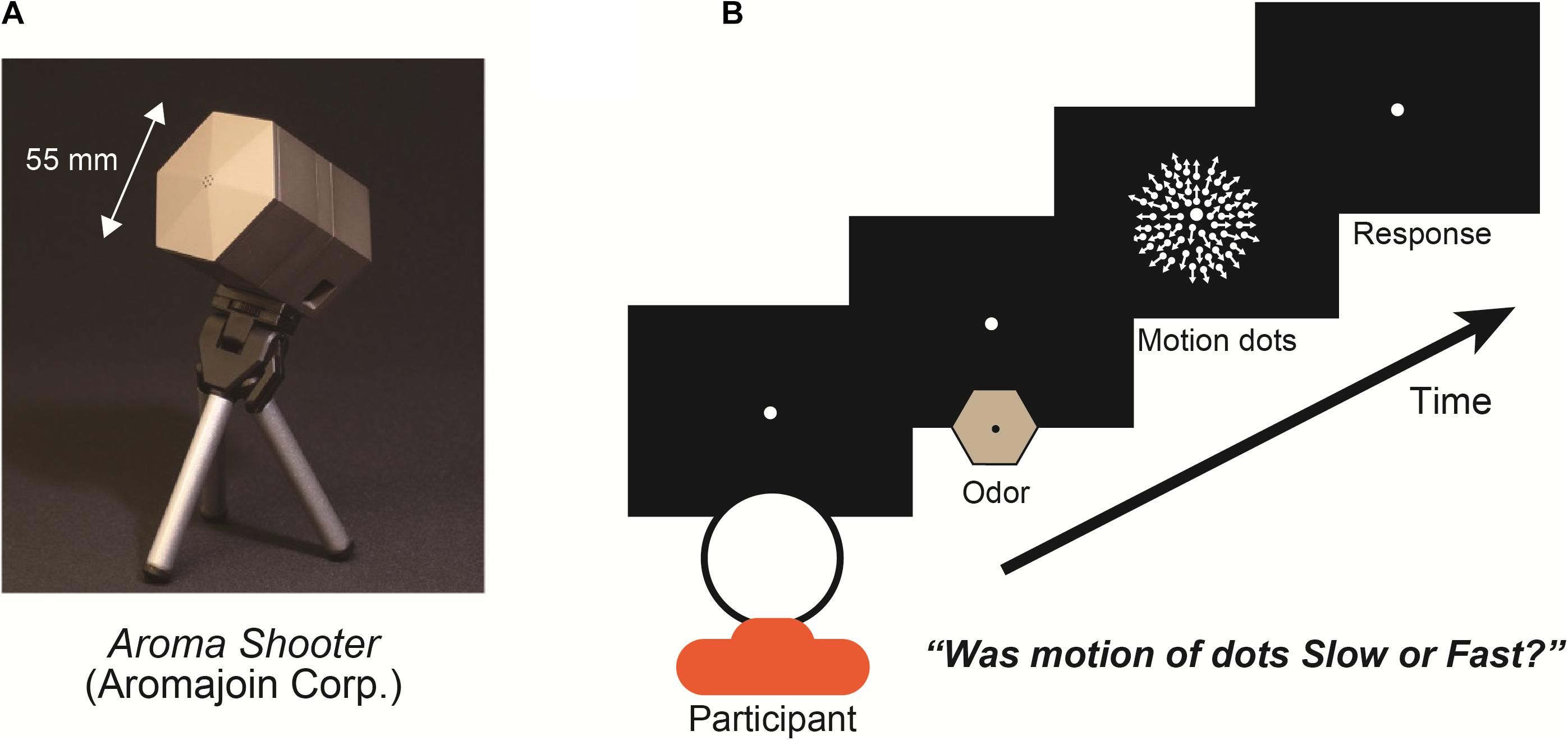 Frontiers  The Tactile-Visual Conflict Processing and Its Modulation by  Tactile-Induced Emotional States: An Event-Related Potential Study