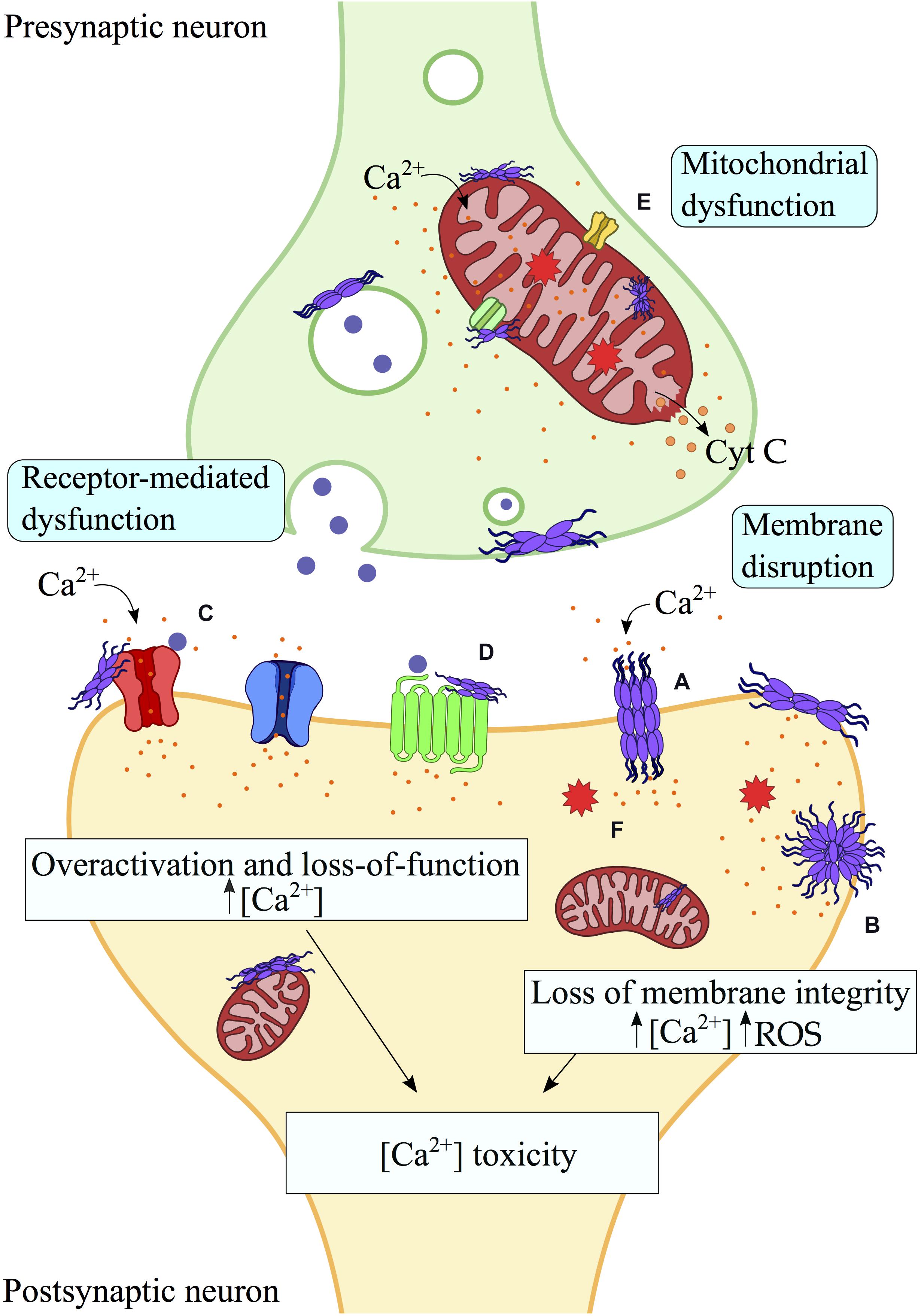 Frontiers | Membrane Interactions and Toxicity by Protein Oligomers | Cell Developmental