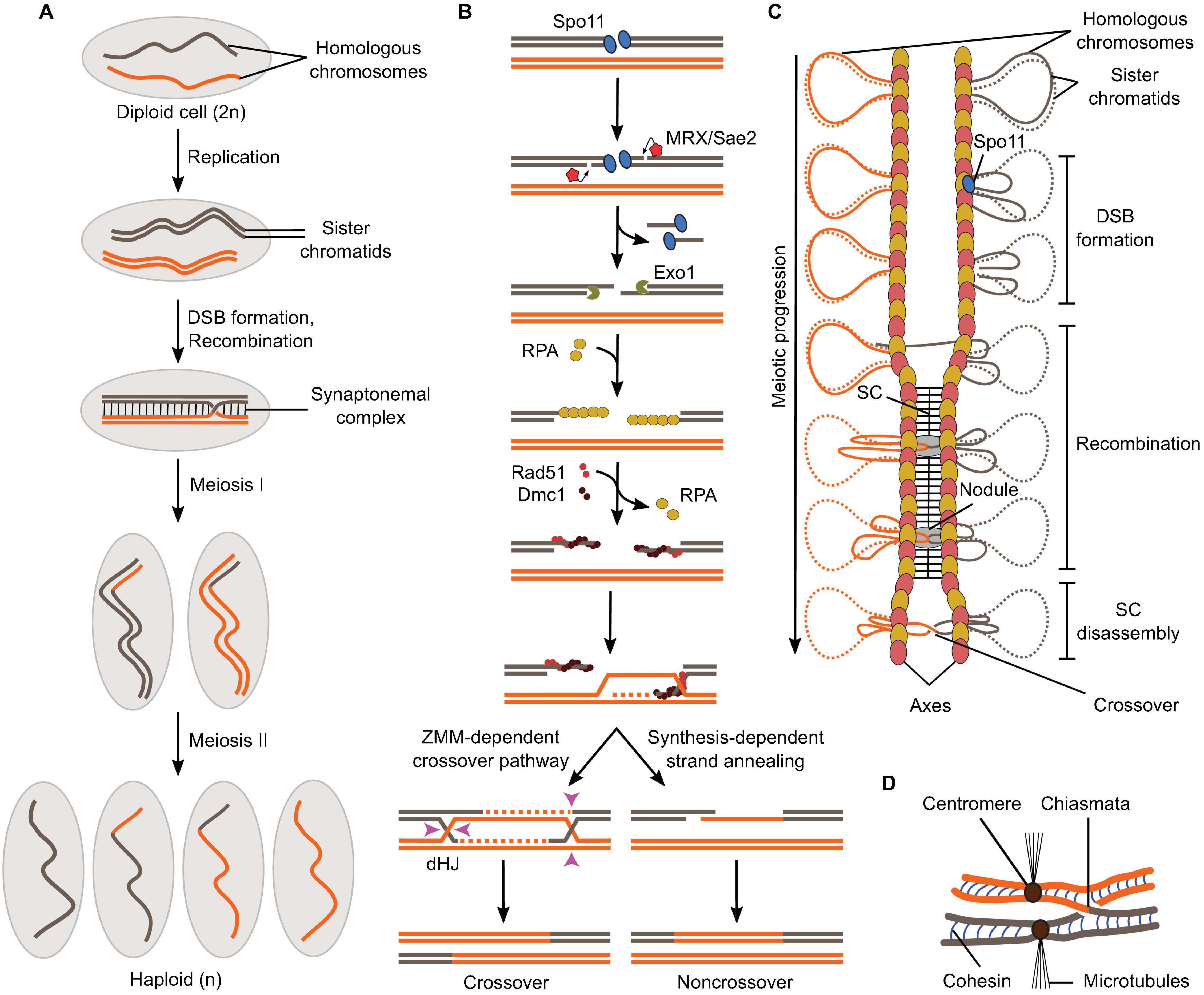 Frontiers  Mechanism and Control of Meiotic DNA Double-Strand