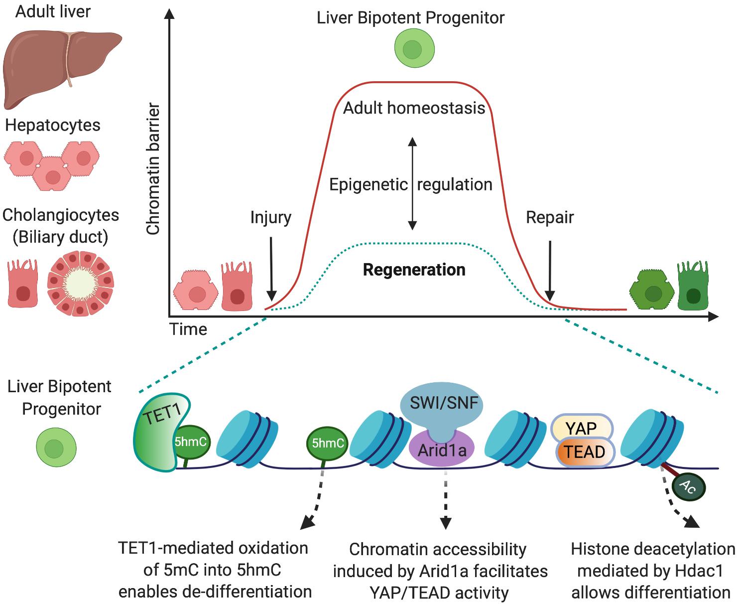 Schematic Representation Of Mechanisms Of Liver Regeneration A After ...