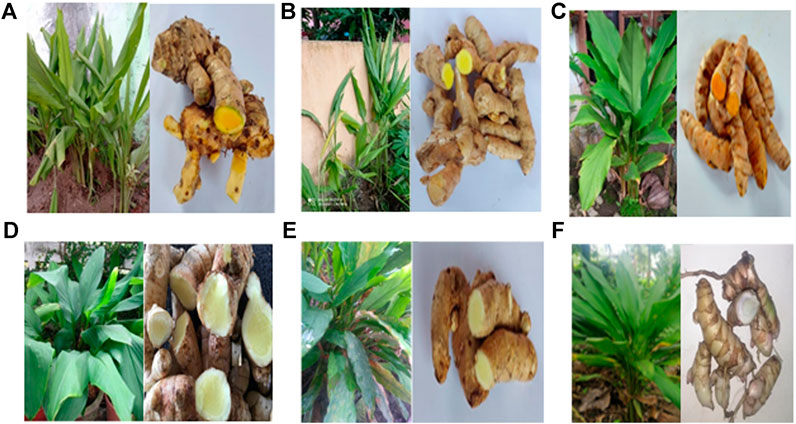 Frontiers | Immunomodulatory Effects and Mechanisms of Curcuma Species and  Their Bioactive Compounds: A Review