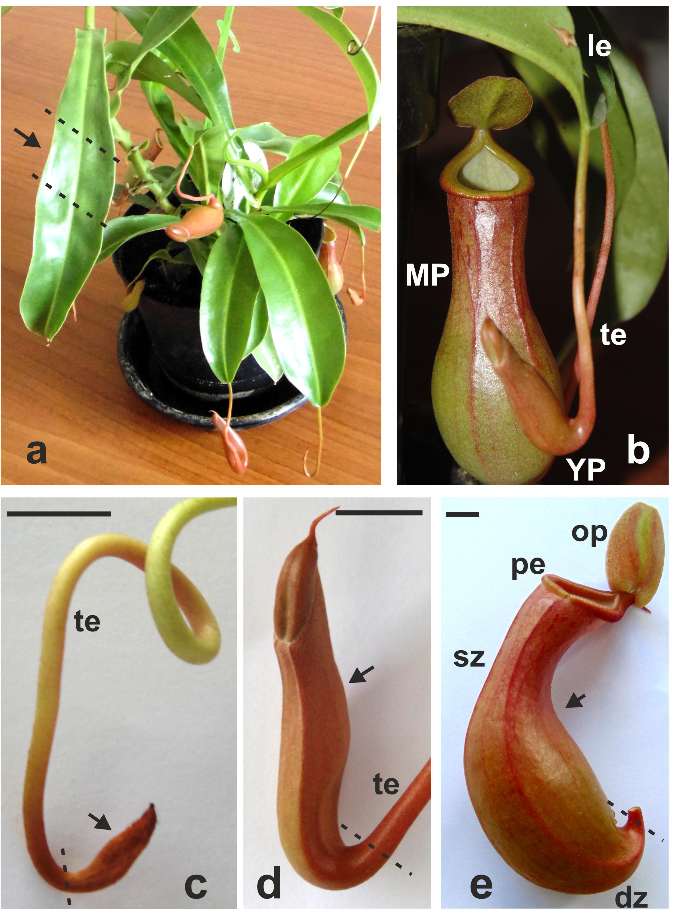 Nepenthes × ventrata Transcriptomes.