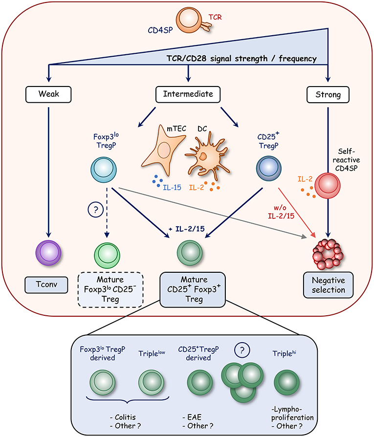 Frontiers Regulatory T Cell Heterogeneity In The Thymus Impact On Their Functional Activities Immunology