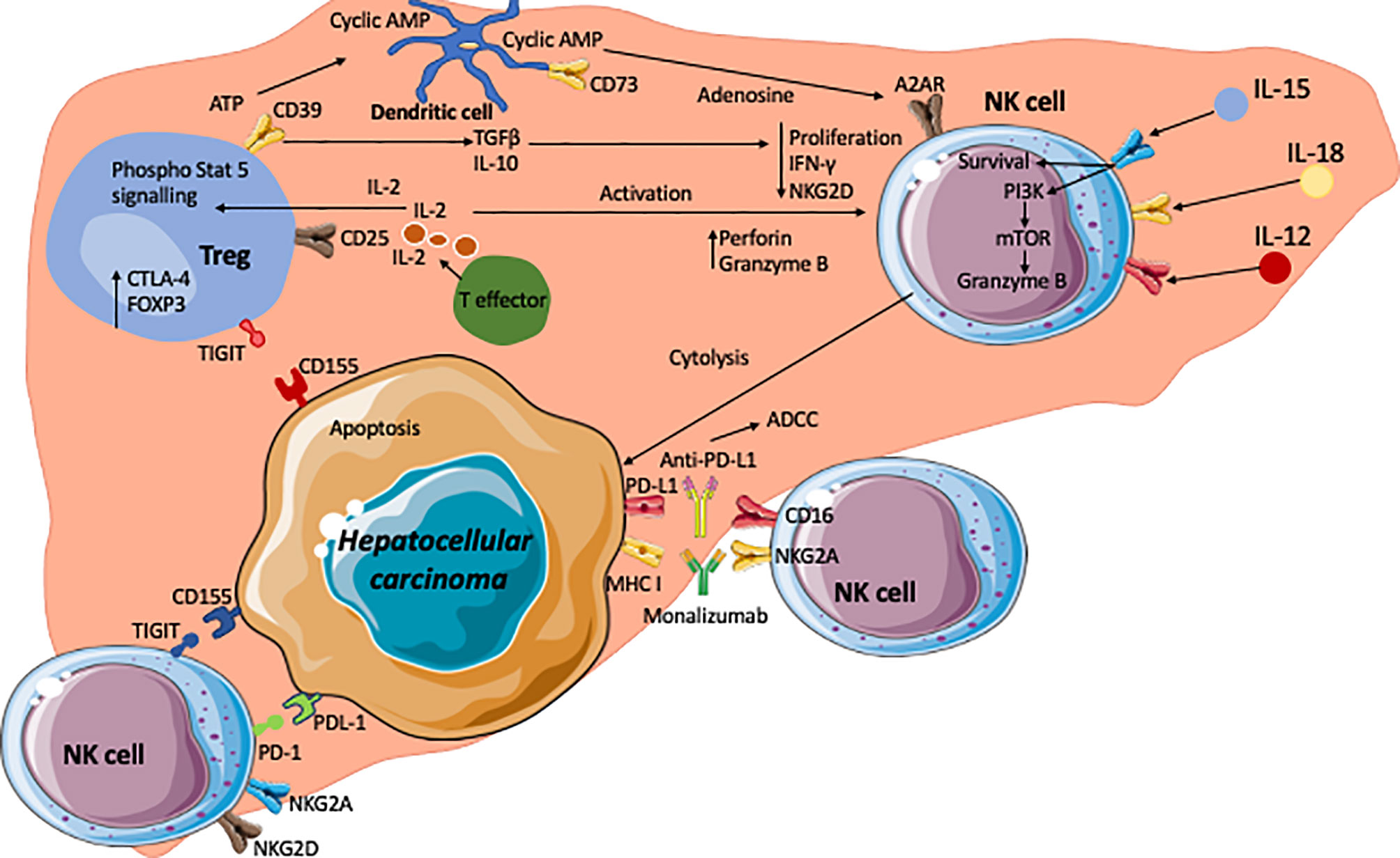 Cd 39. NK Cells and t Cell. Fas+ NK Cells. Effector t Cells. T Helper Cells, t Killer Cells and t Regulator Cells.