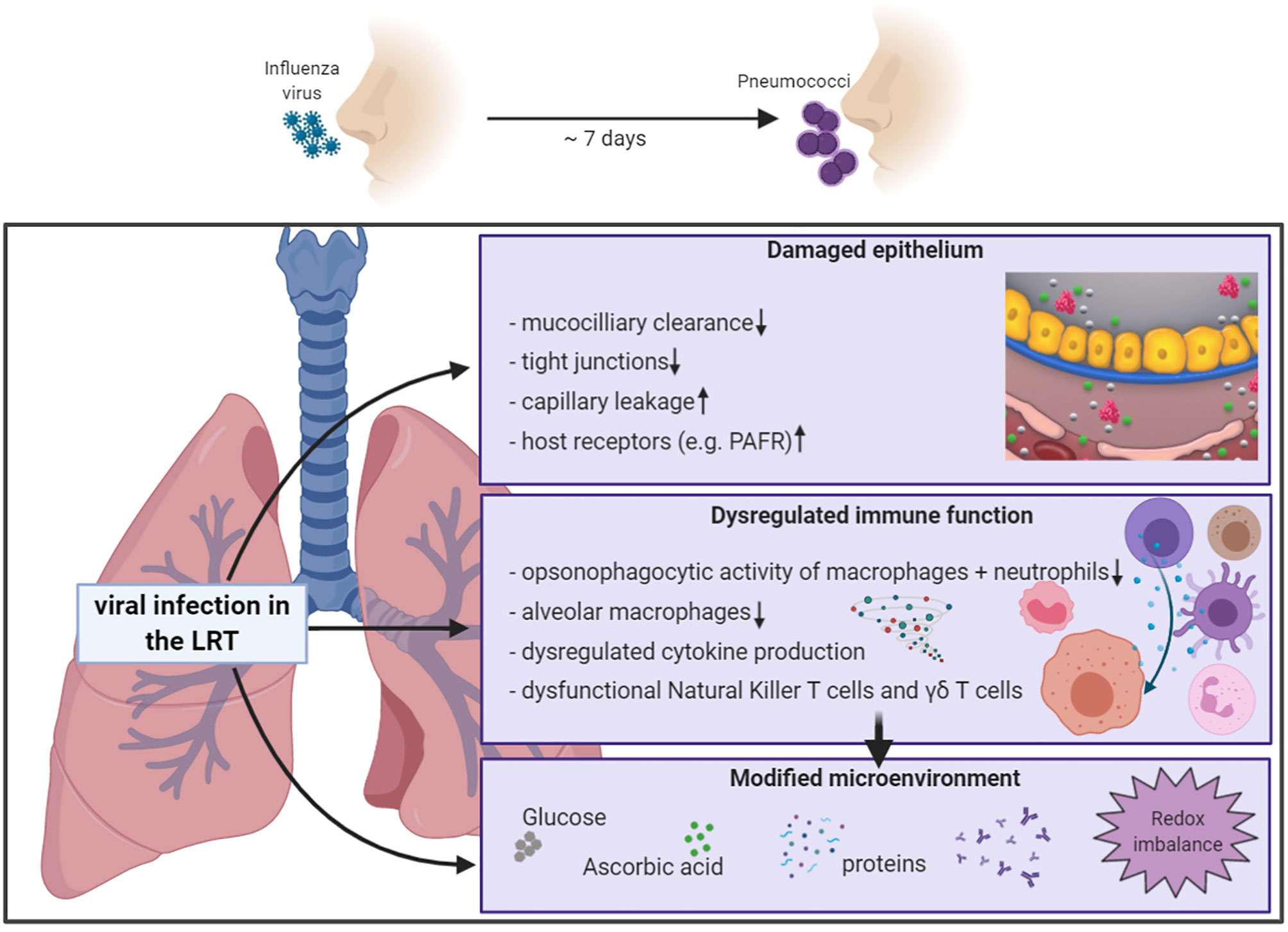 bacterial pneumonia cell