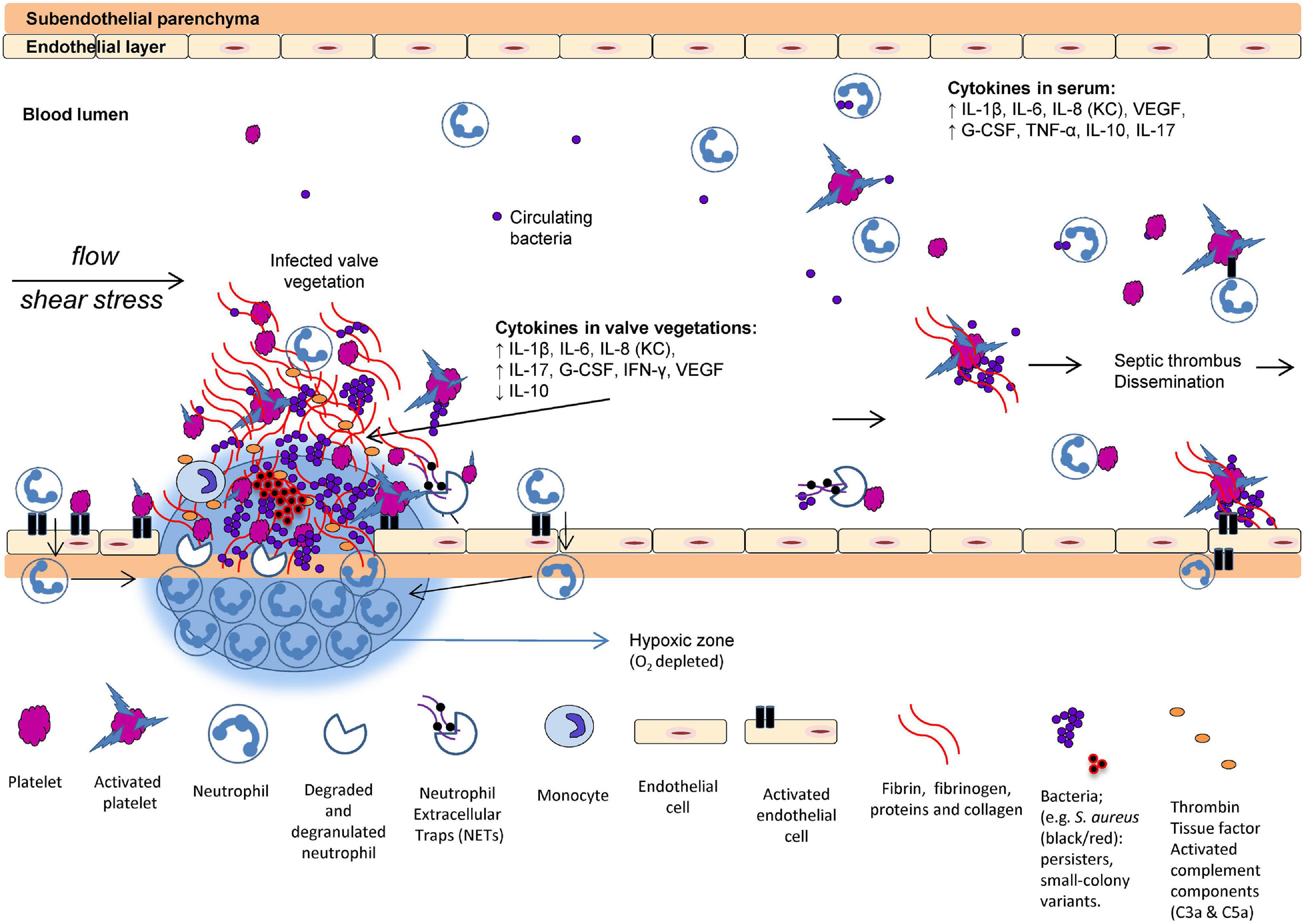 Frontiers  Antibiotic Treatment, Mechanisms for Failure, and Adjunctive  Therapies for Infections by Group A Streptococcus